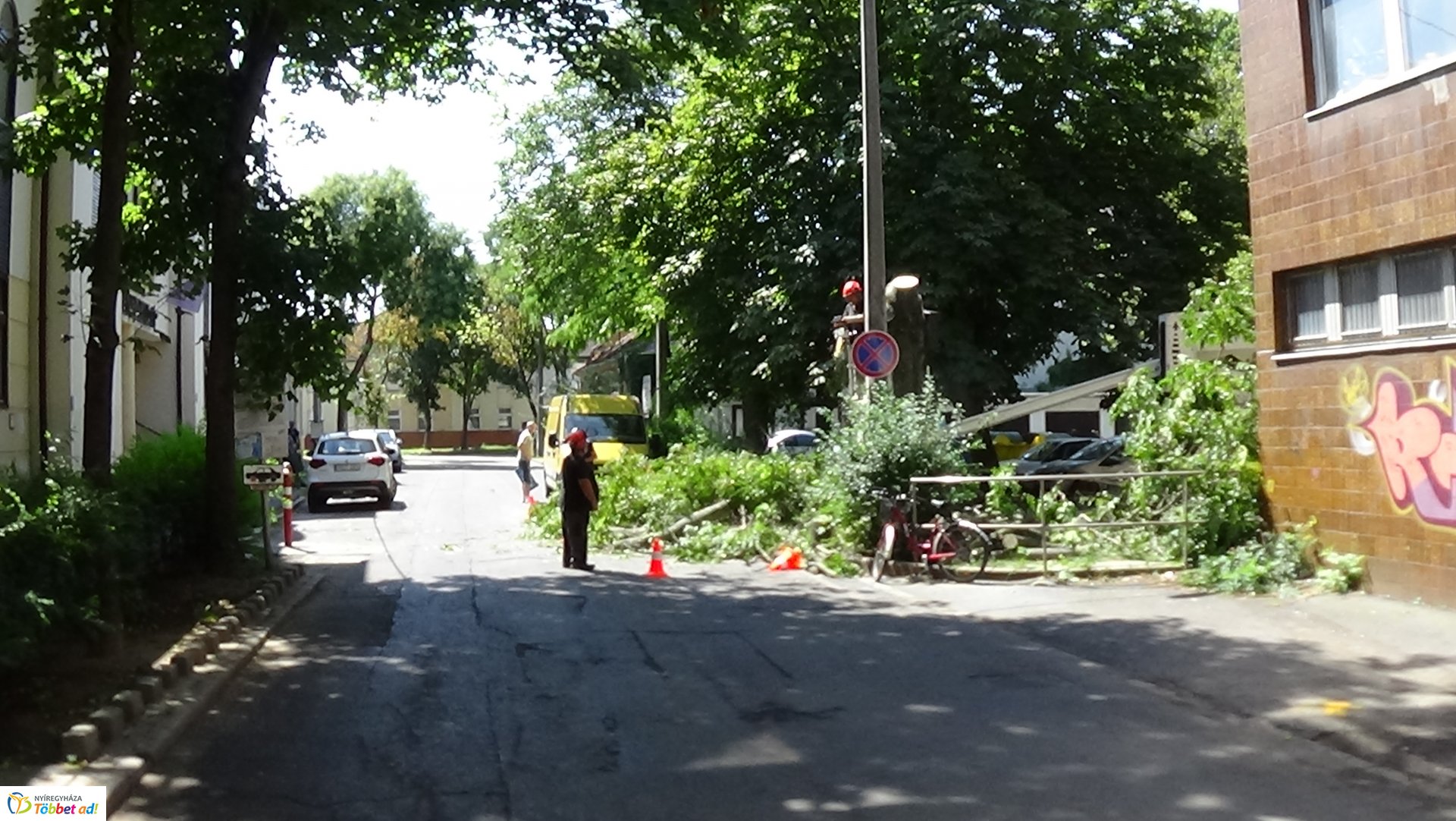 Favágási munkálatok a Kürt utcán