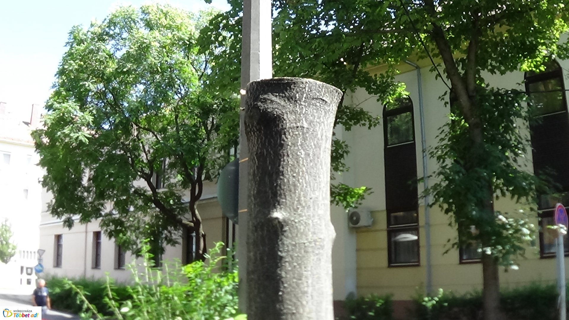 Favágási munkálatok a Kürt utcán