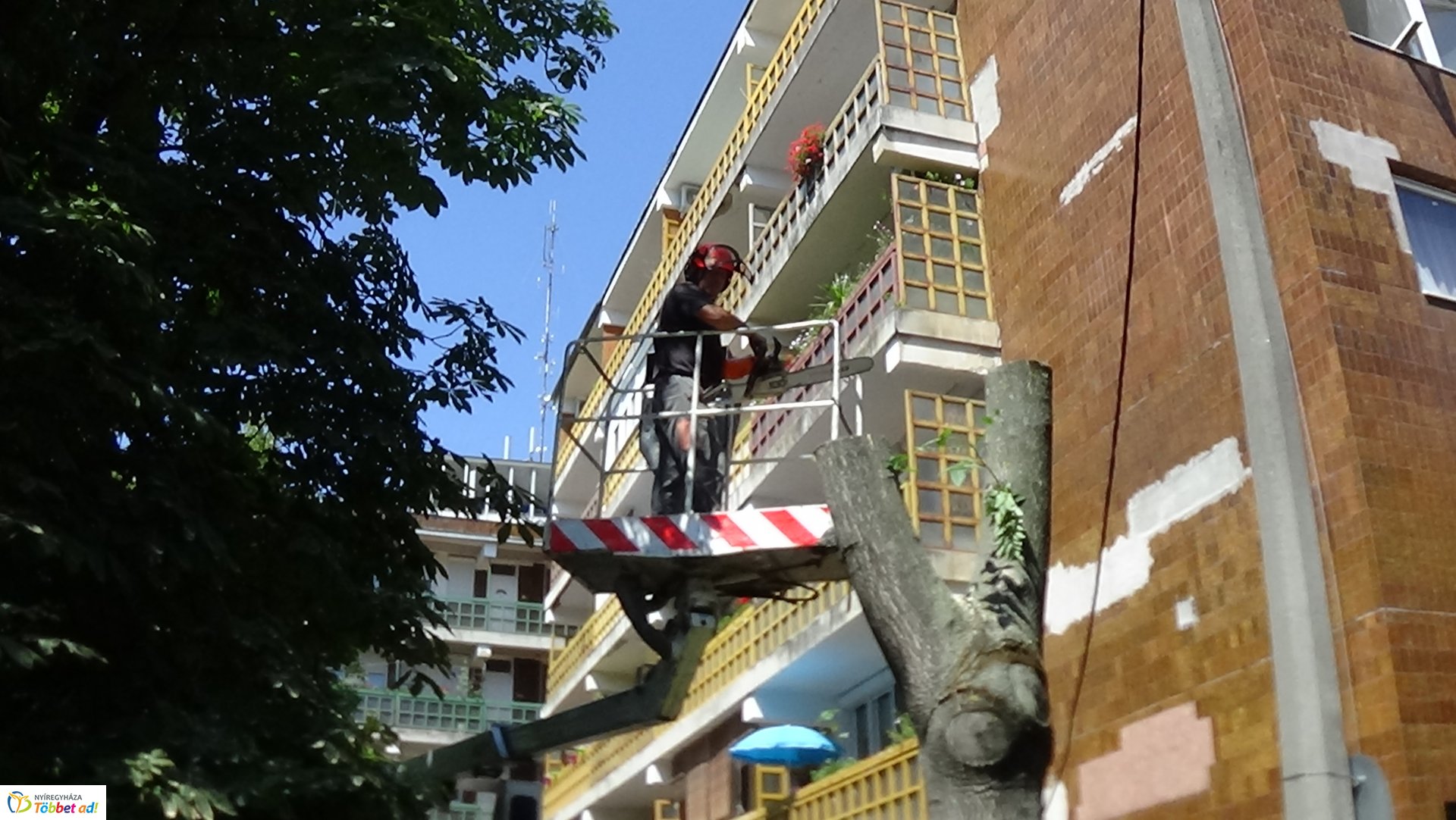 Favágási munkálatok a Kürt utcán