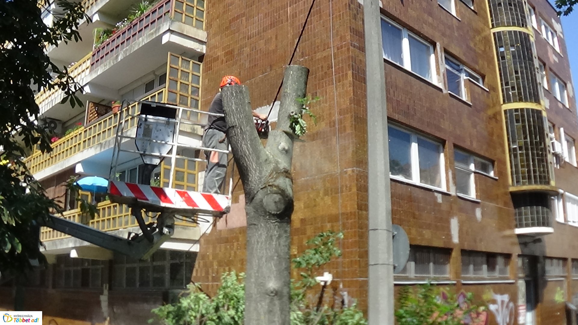 Favágási munkálatok a Kürt utcán