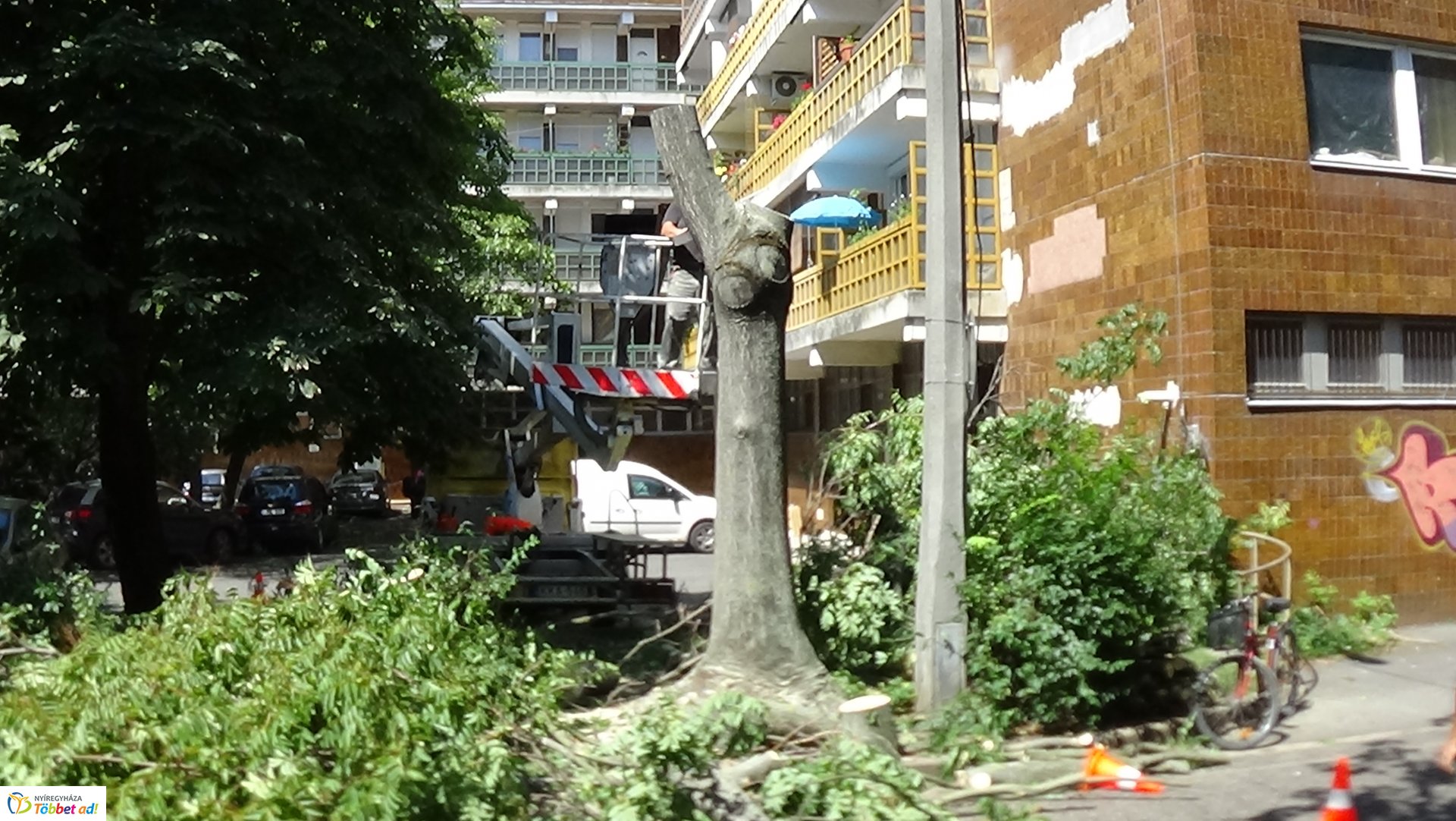 Favágási munkálatok a Kürt utcán