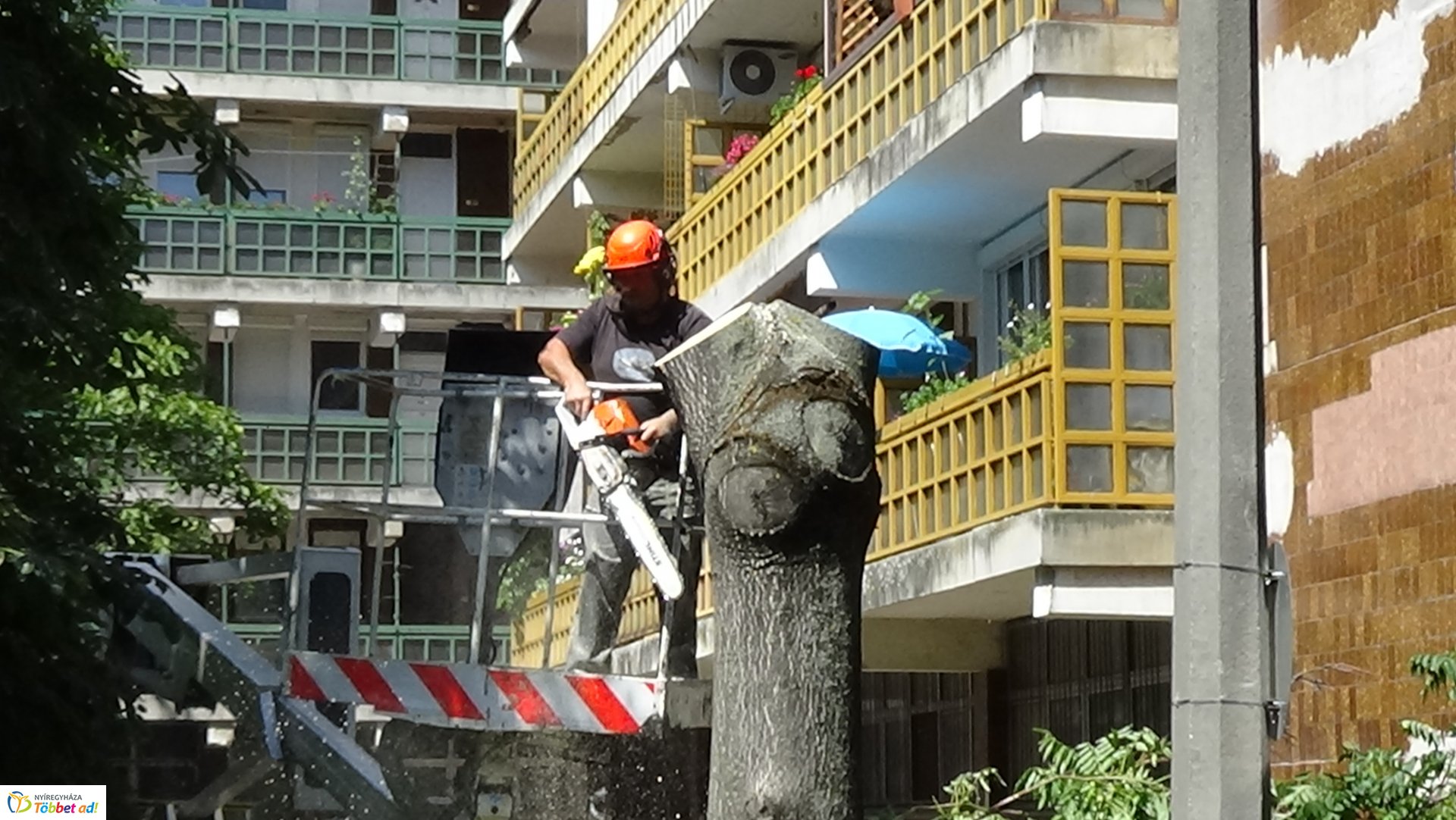 Favágási munkálatok a Kürt utcán