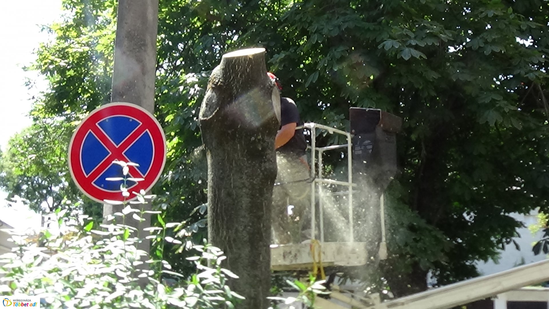 Favágási munkálatok a Kürt utcán