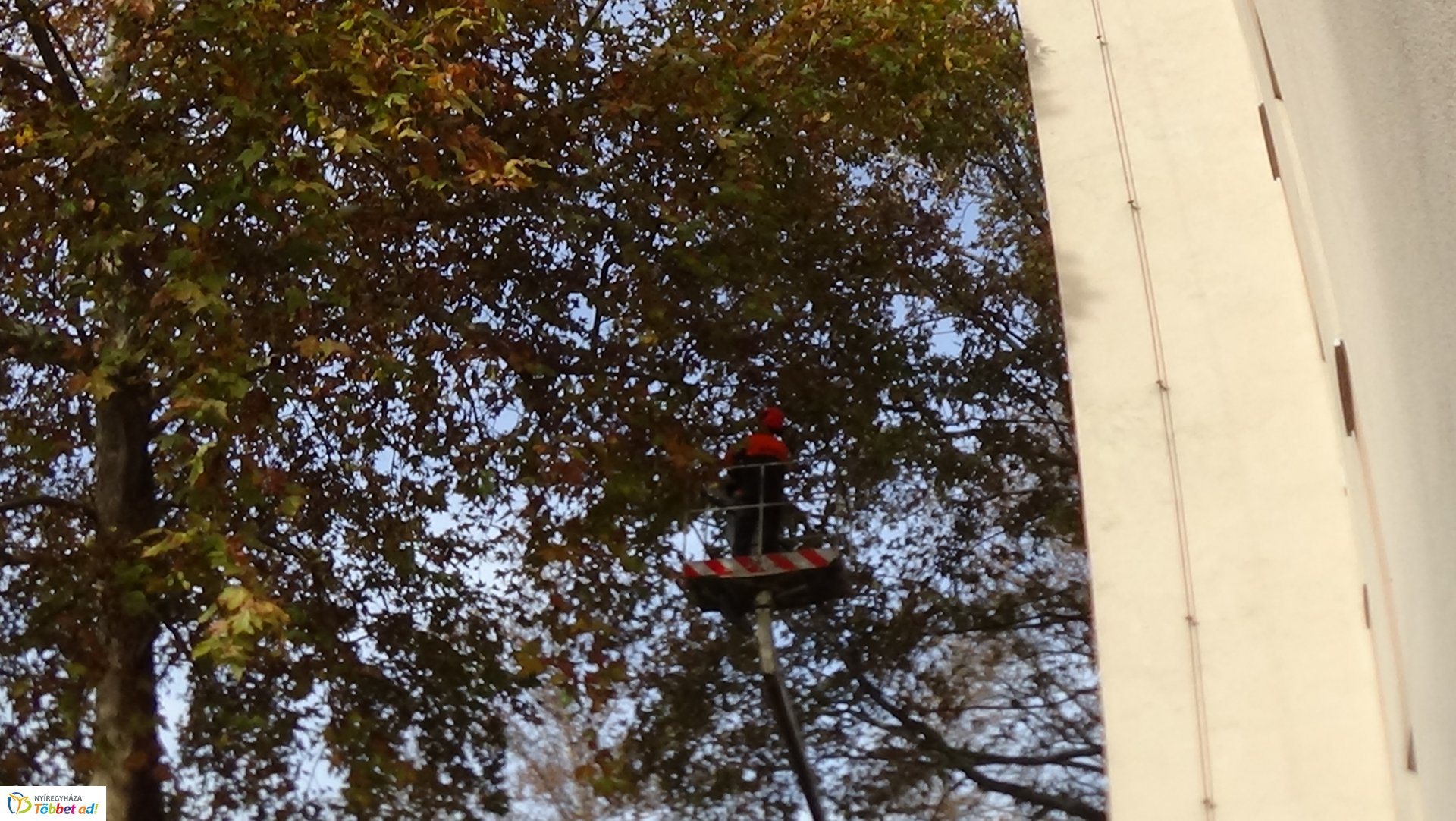 Favágási munkálatok az Árpád utcán