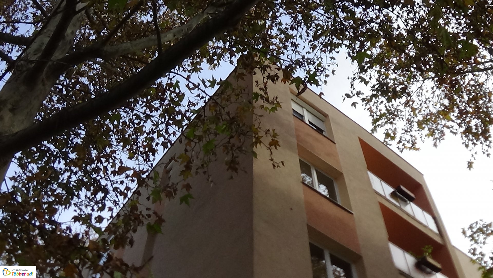 Favágási munkálatok az Árpád utcán