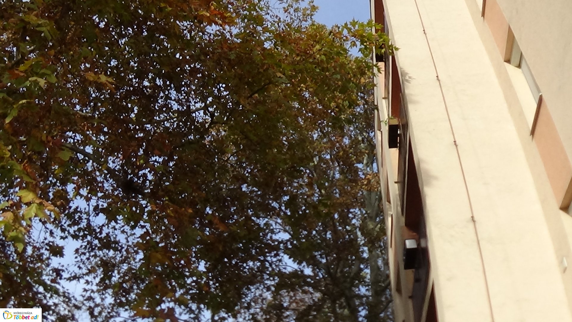 Favágási munkálatok az Árpád utcán