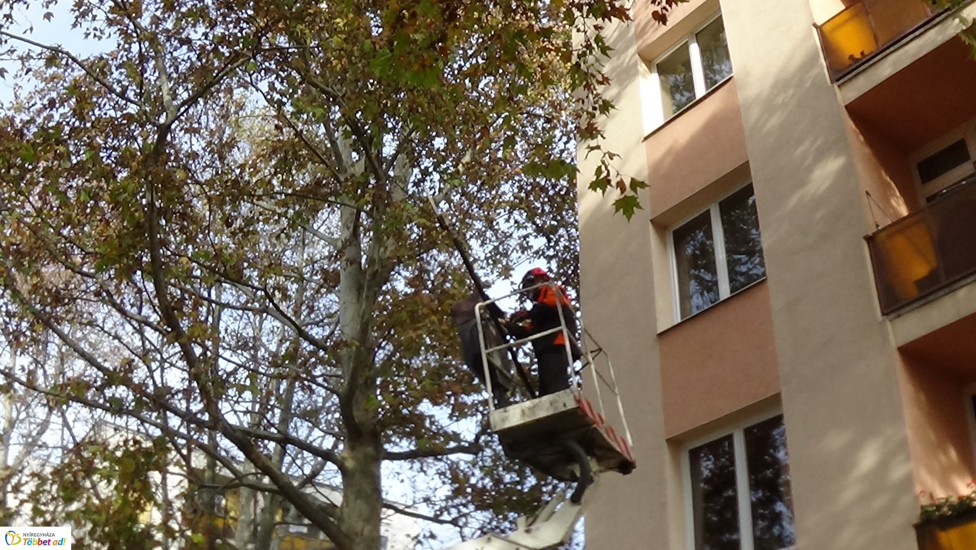 Favágási munkálatok az Árpád utcán