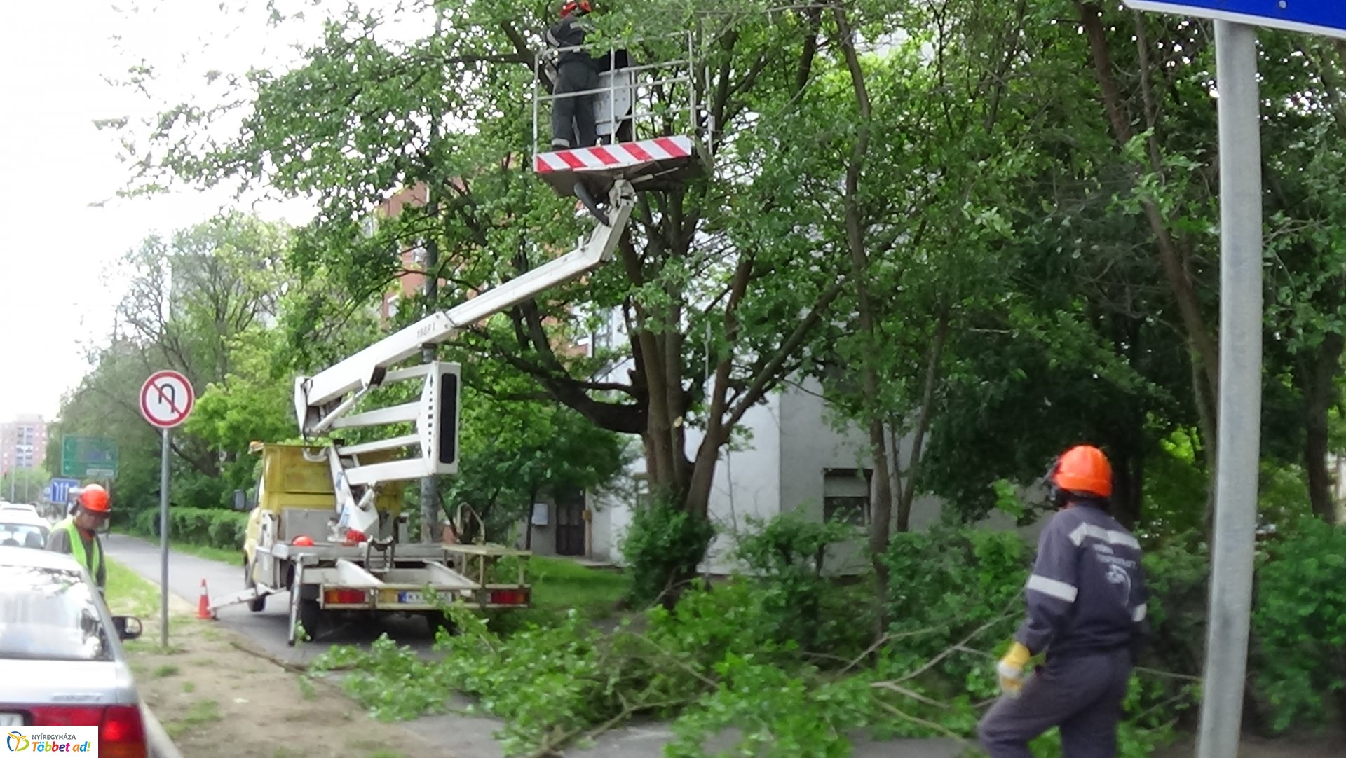 Favágási munkálatok az Erdő soron