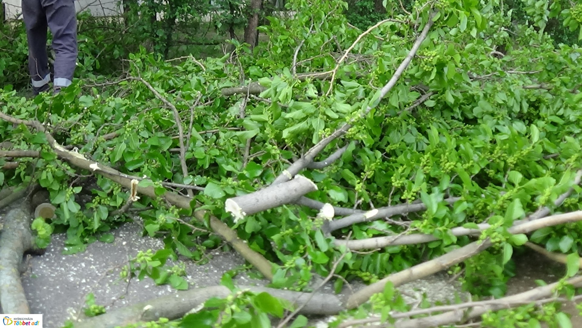 Favágási munkálatok az Erdő soron