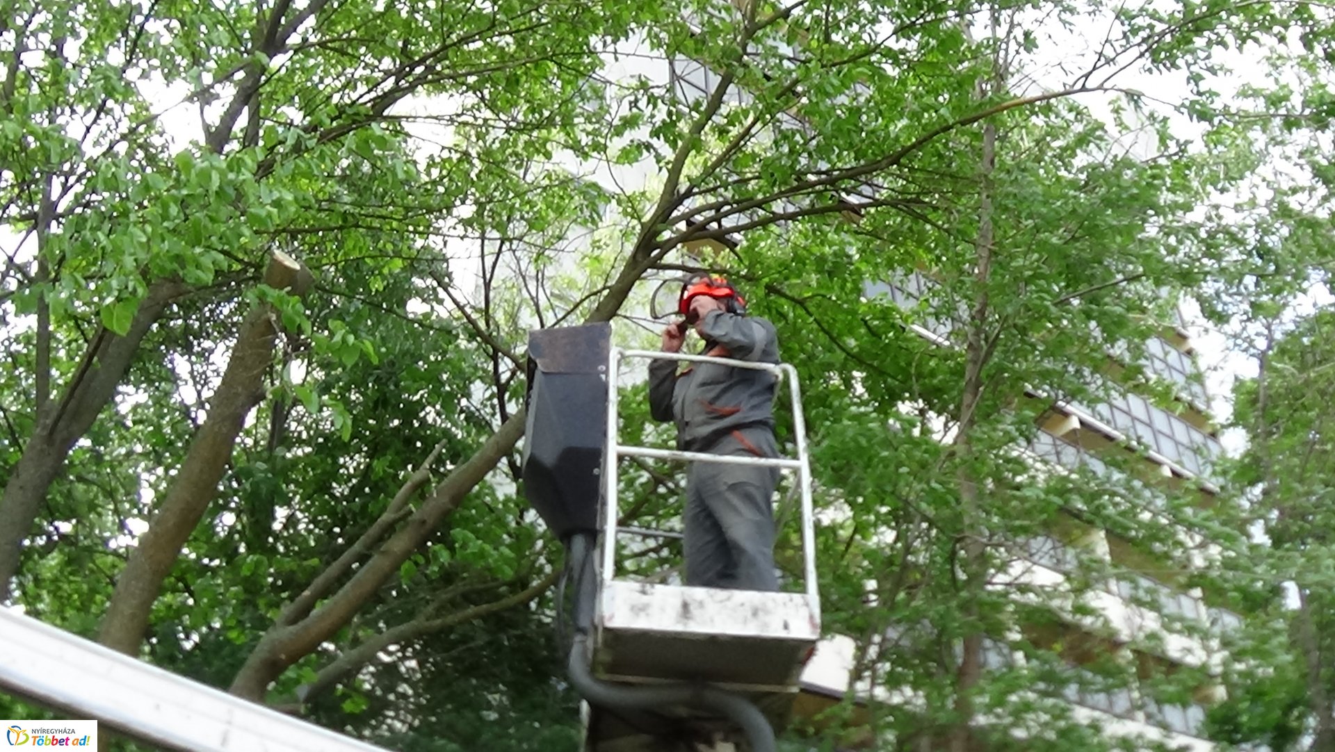 Favágási munkálatok az Erdő soron