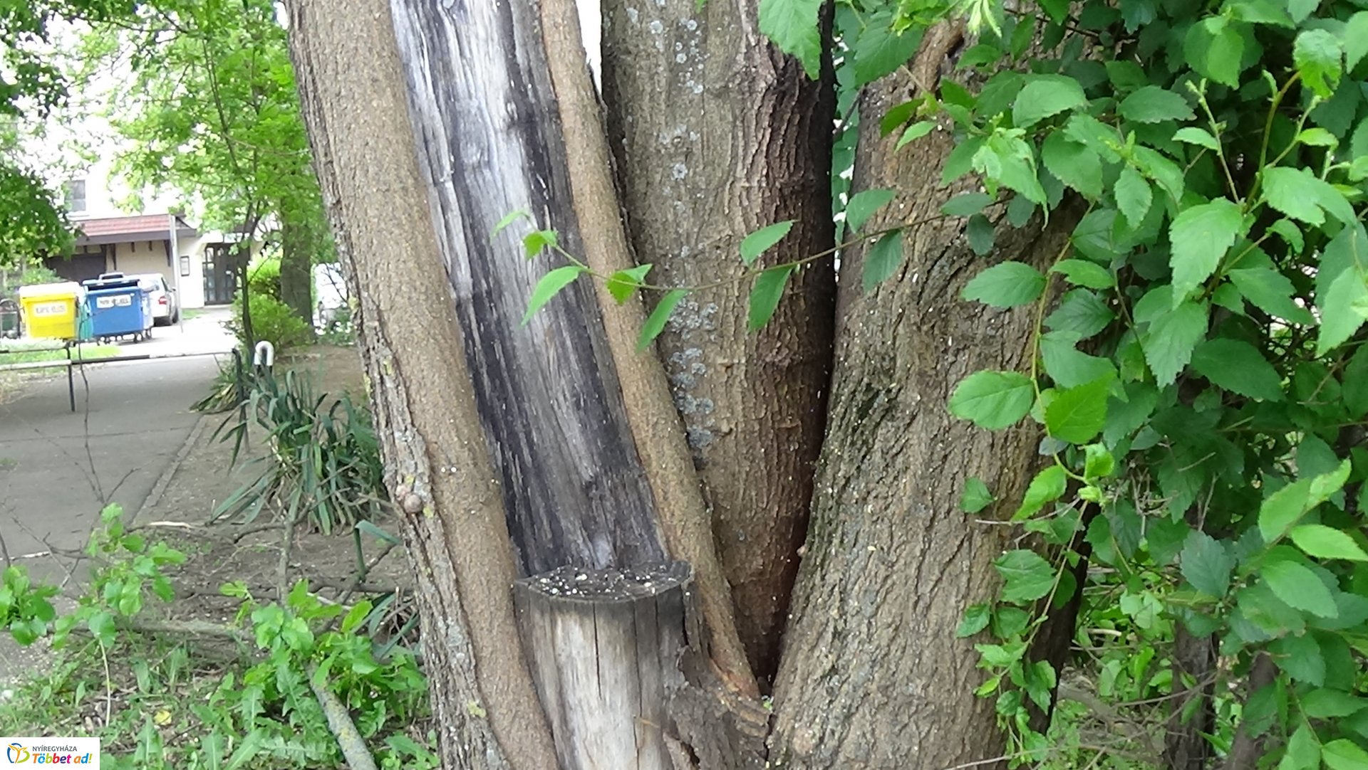 Favágási munkálatok az Erdő soron