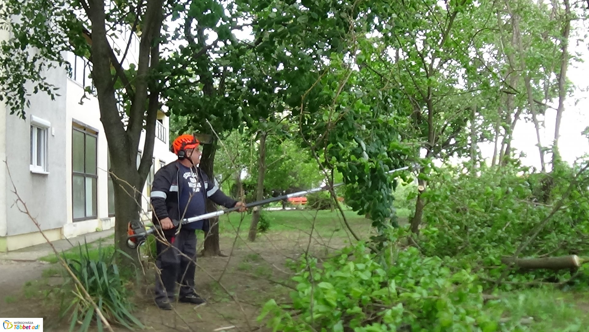 Favágási munkálatok az Erdő soron