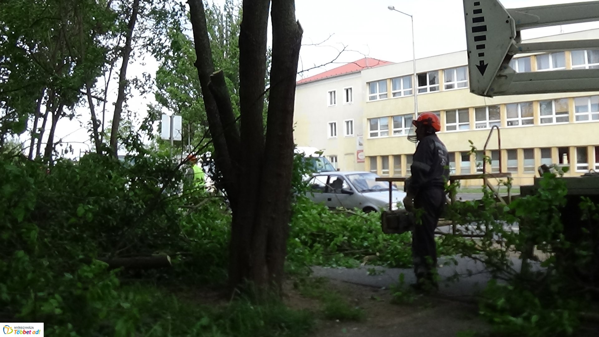 Favágási munkálatok az Erdő soron