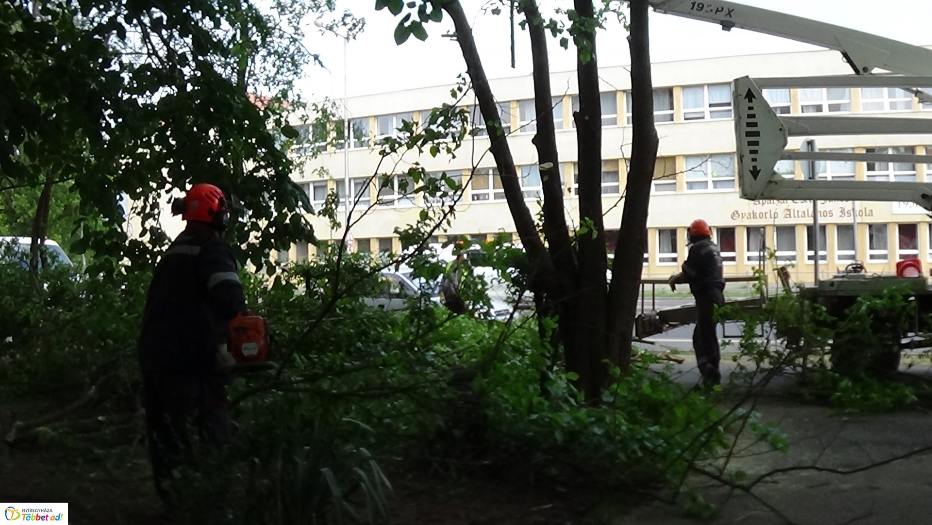 Favágási munkálatok az Erdő soron