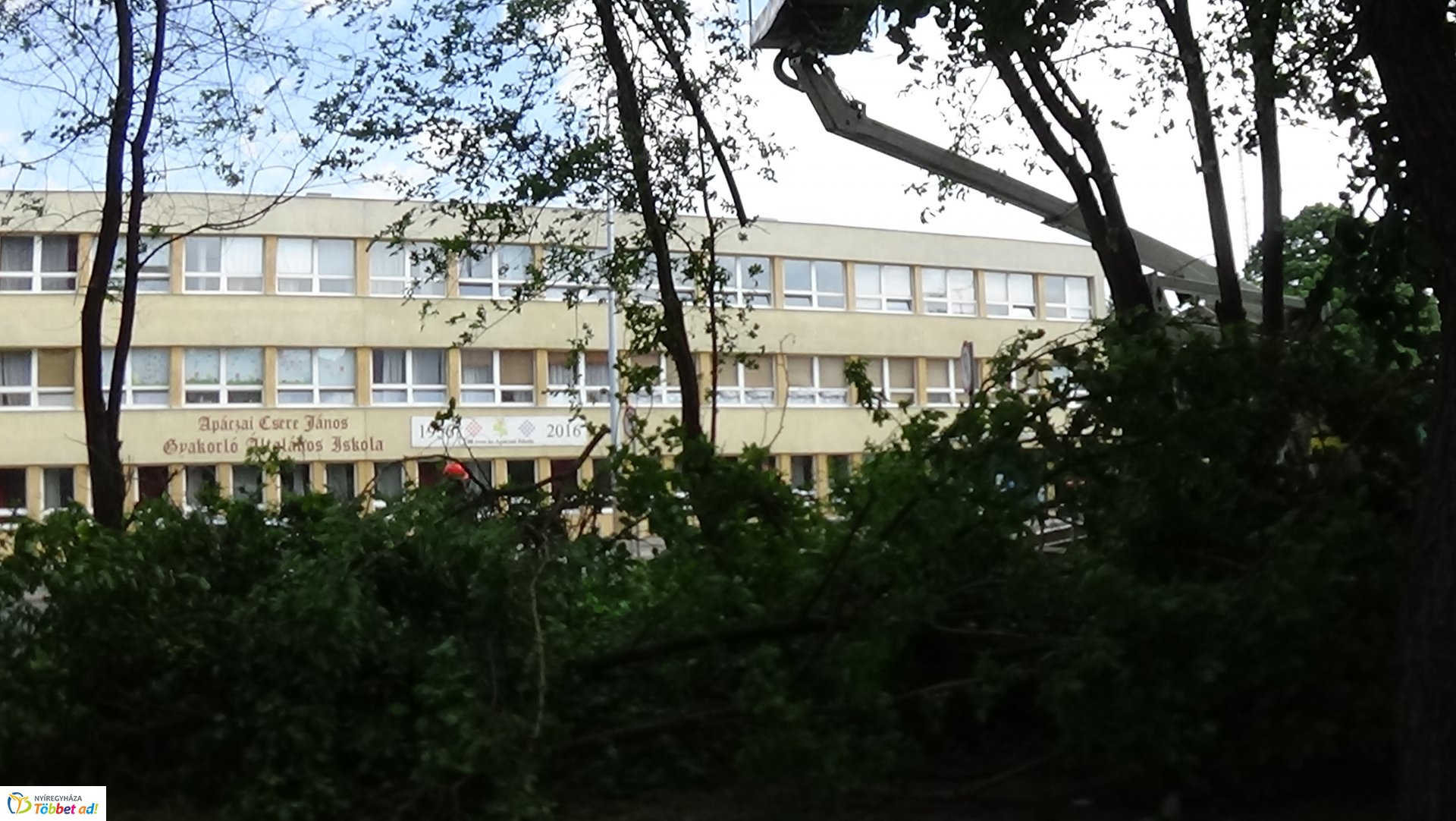 Favágási munkálatok az Erdő soron