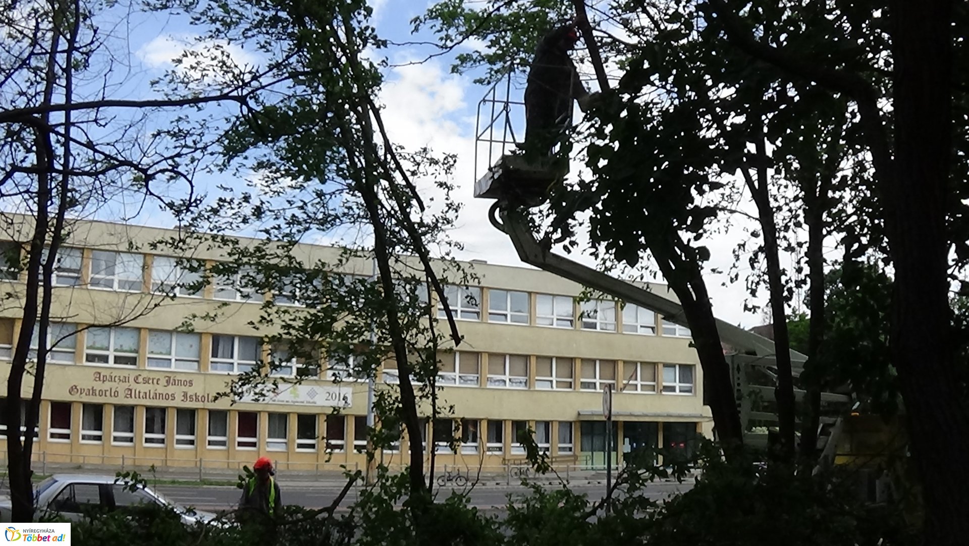 Favágási munkálatok az Erdő soron