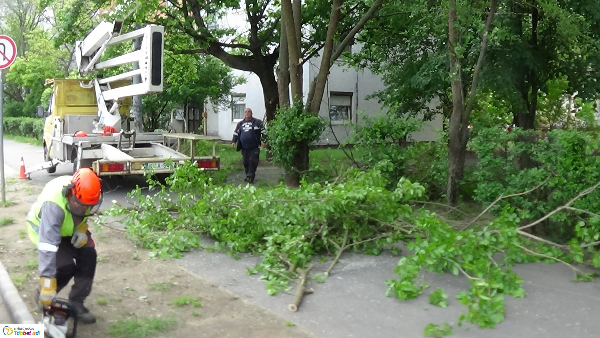 Favágási munkálatok az Erdő soron
