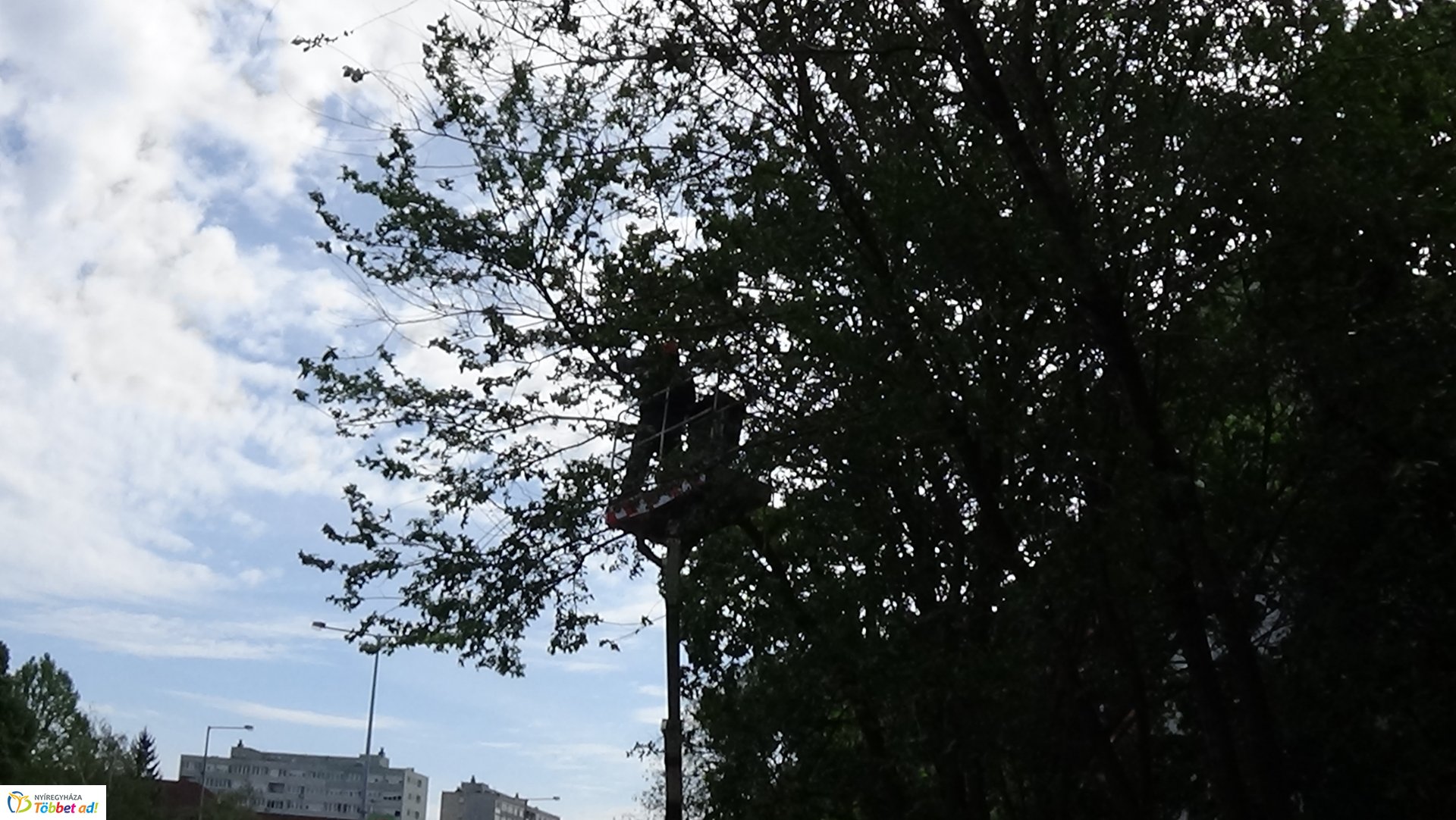 Favágási munkálatok az Erdő soron