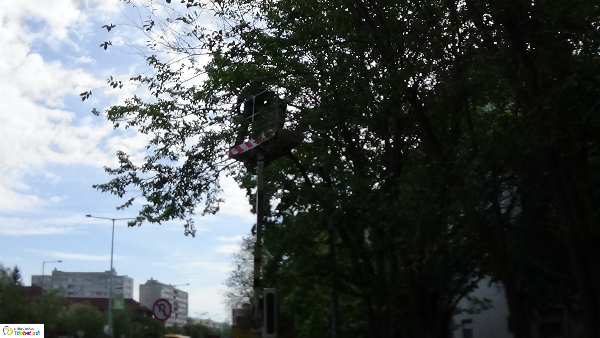 Favágási munkálatok az Erdő soron