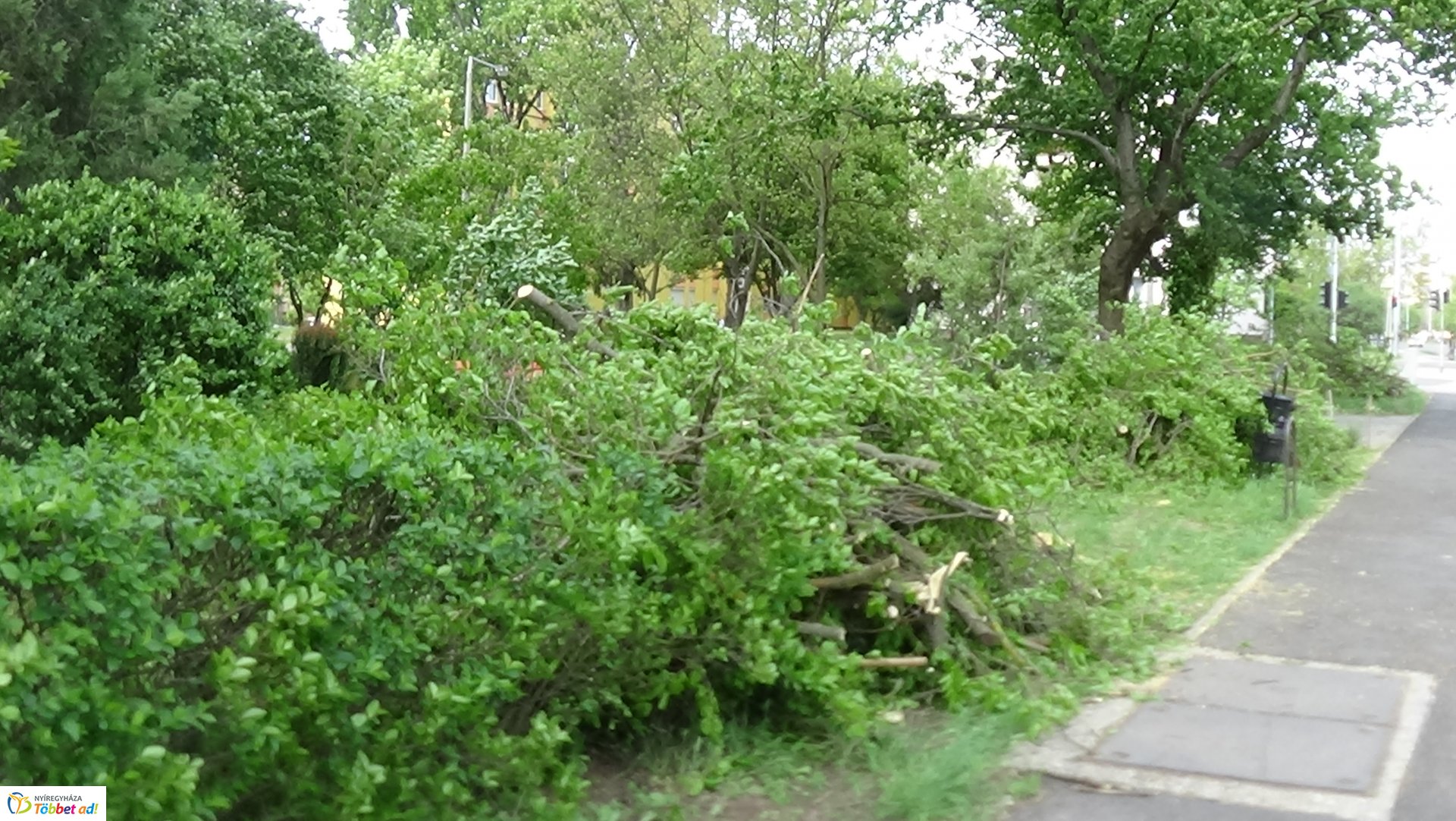 Favágási munkálatok az Erdő soron