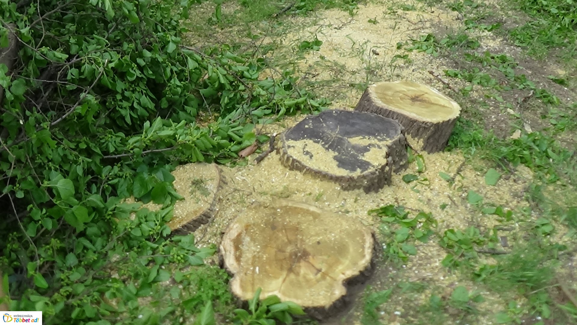 Favágási munkálatok az Erdő soron