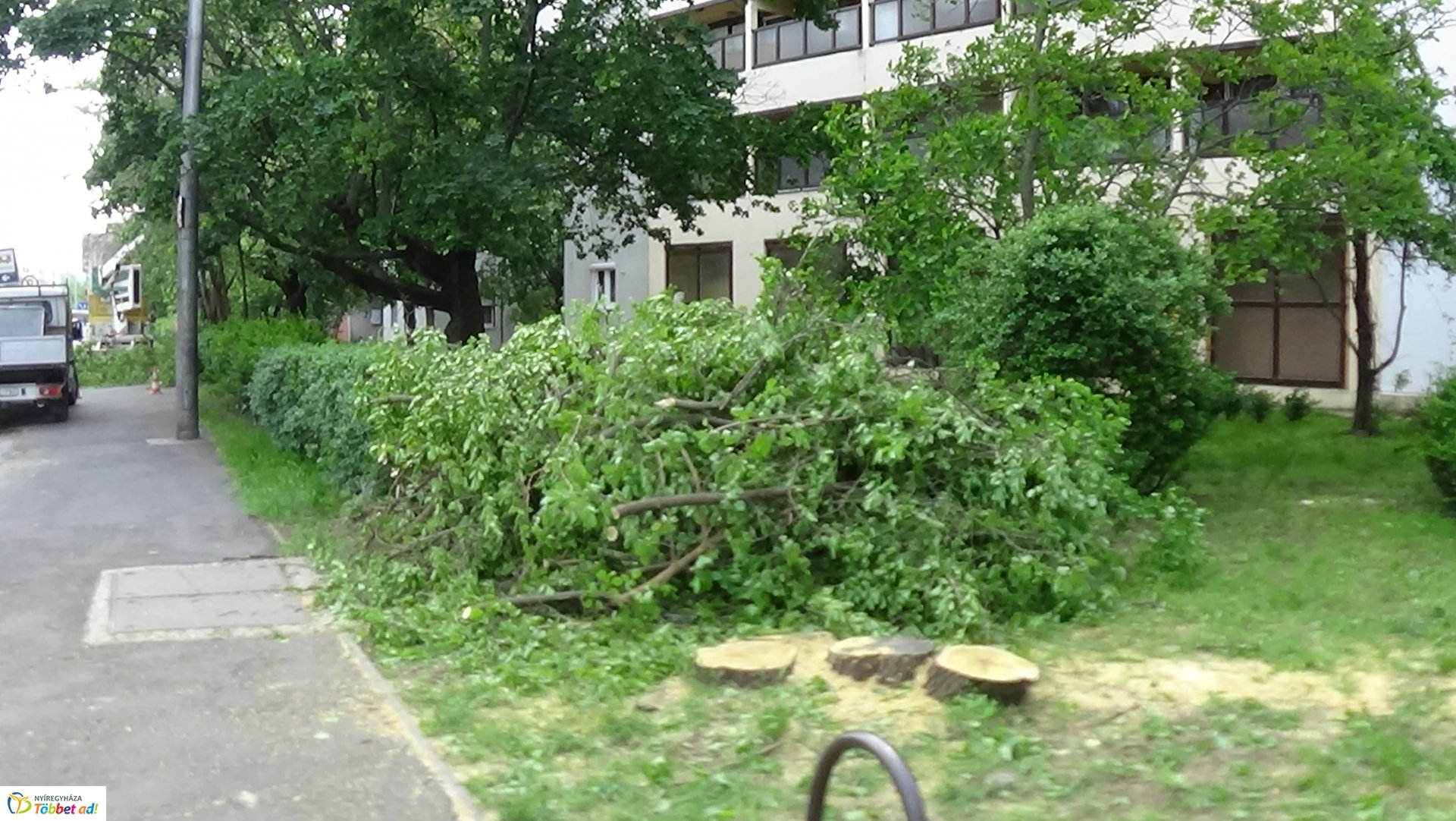 Favágási munkálatok az Erdő soron