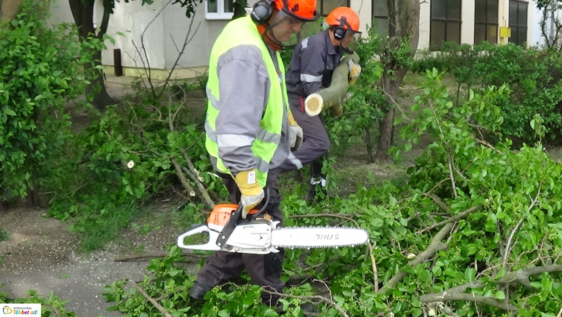 Favágási munkálatok az Erdő soron