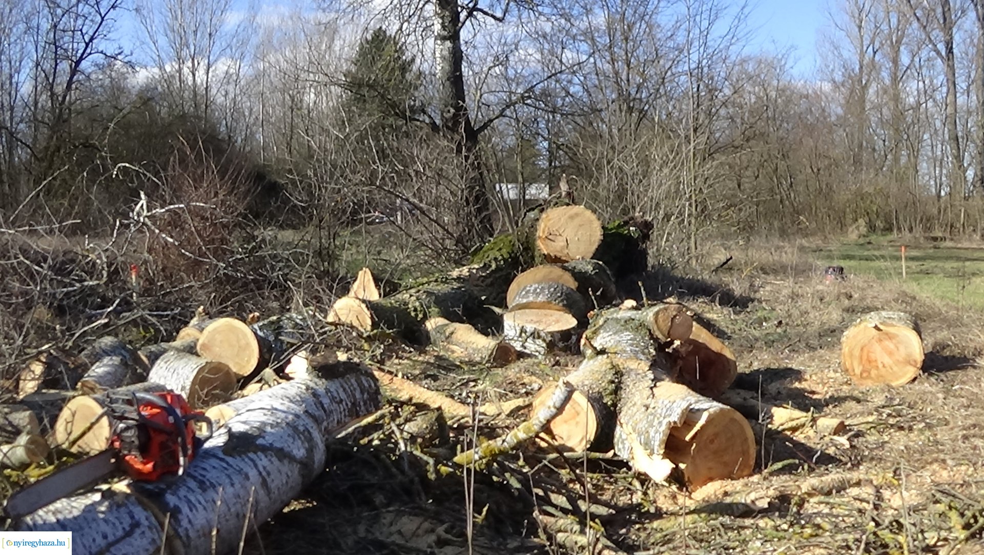 Favágási munkálatokat végez a Magyar Közút Oros külterületén 