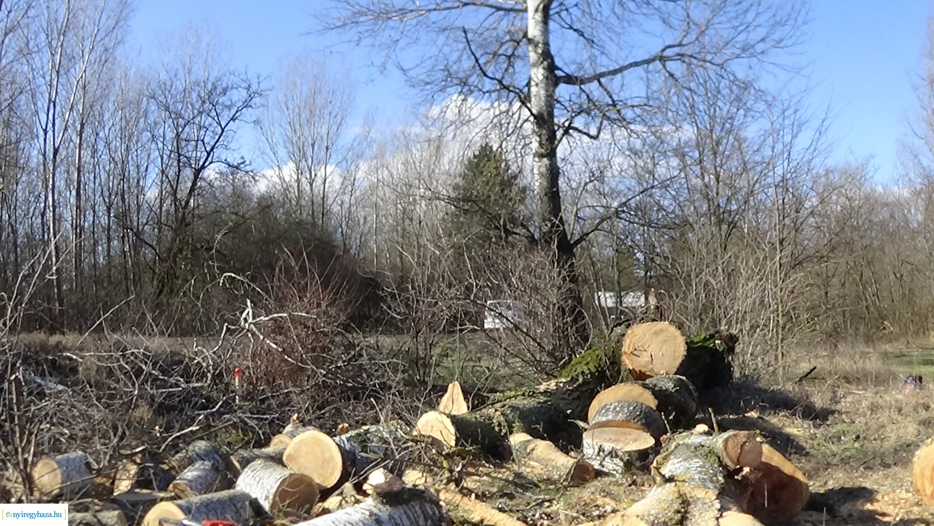 Favágási munkálatokat végez a Magyar Közút Oros külterületén 