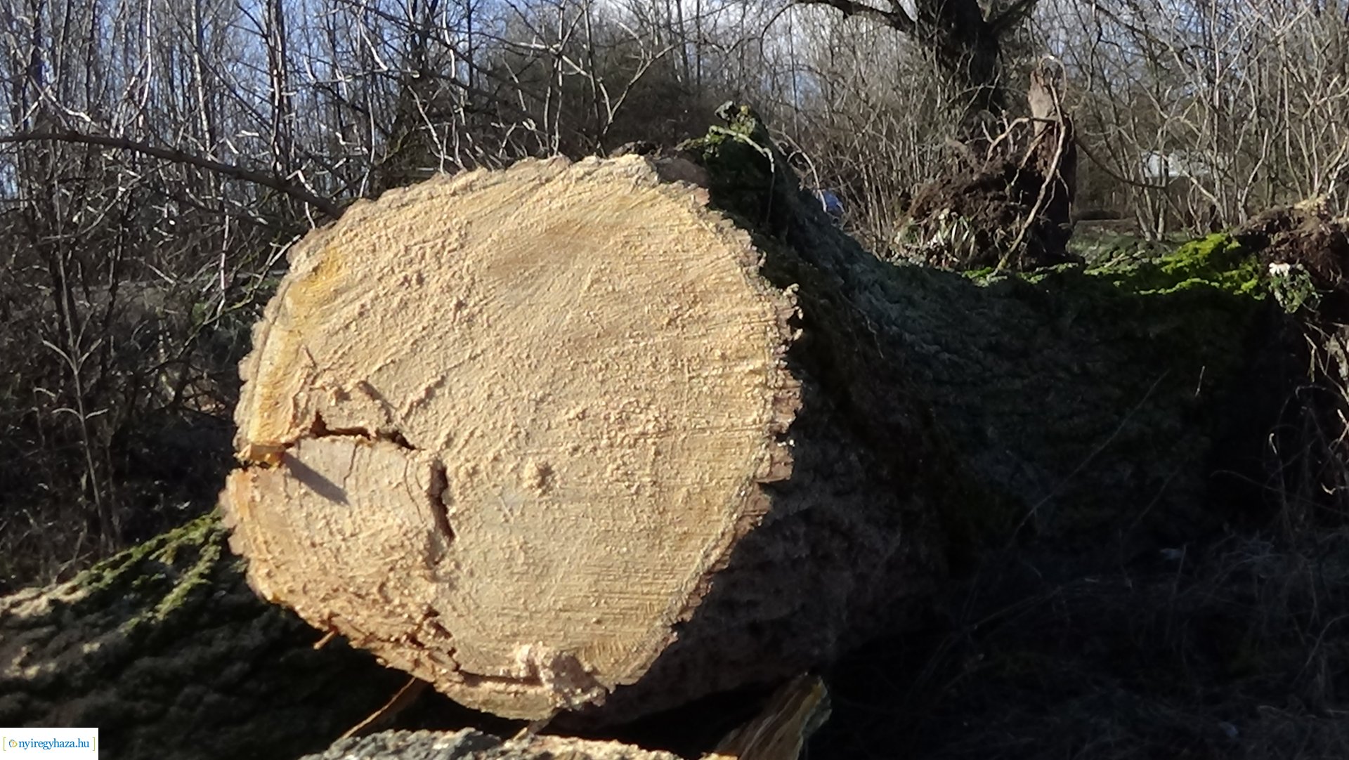 Favágási munkálatokat végez a Magyar Közút Oros külterületén 