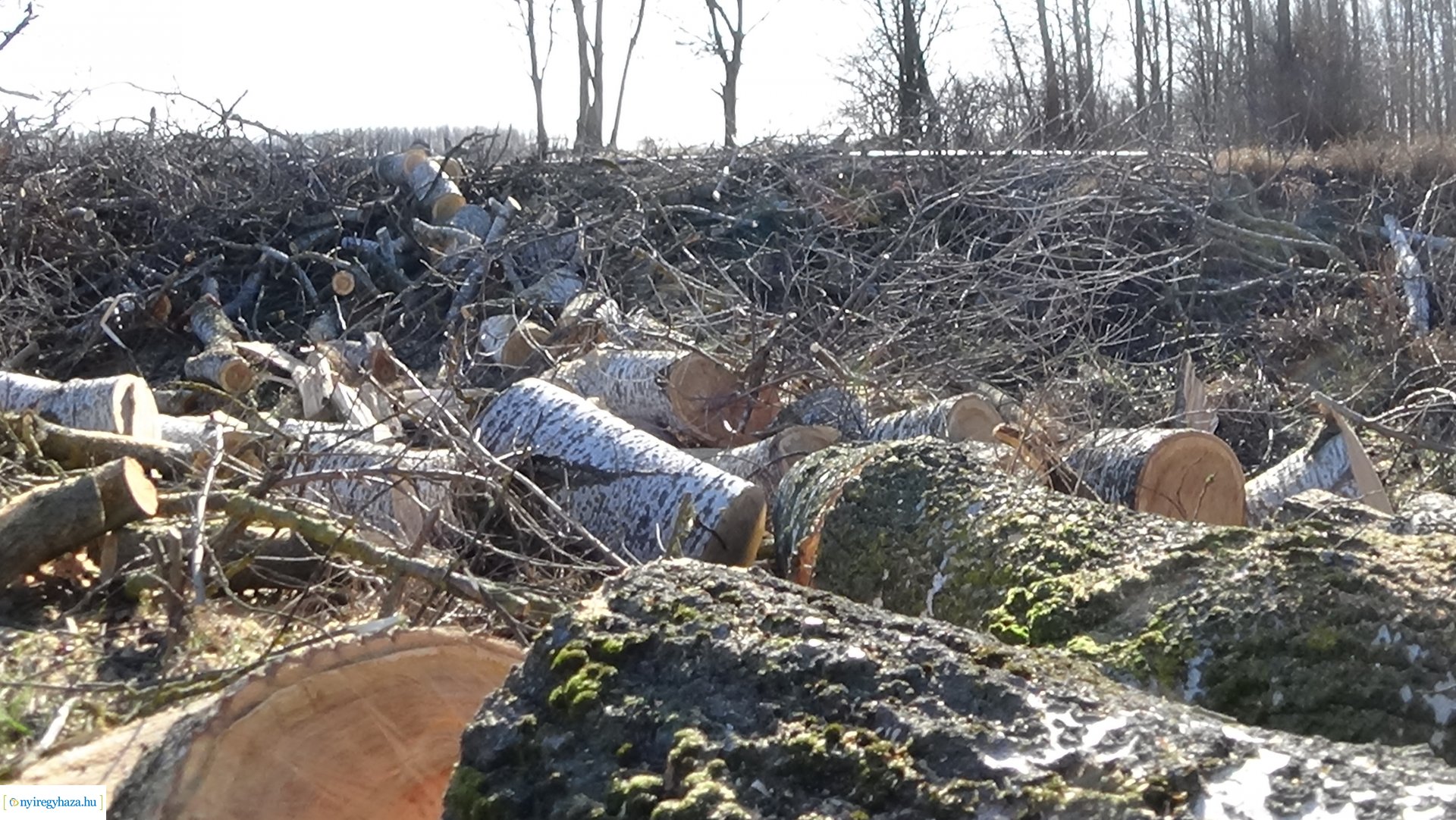 Favágási munkálatokat végez a Magyar Közút Oros külterületén 