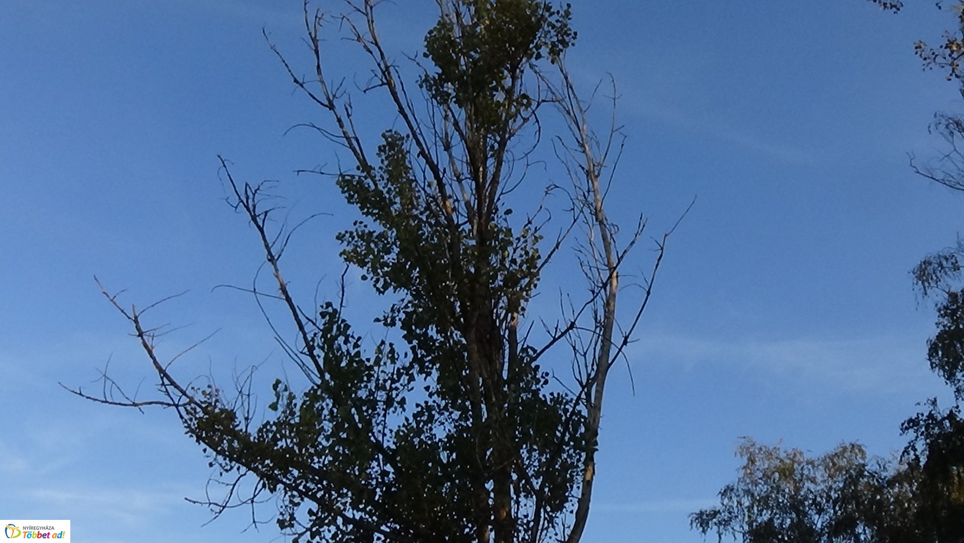 Favágási munkálatokat végeztek szerdán a Jég és a Nyírfa utcán