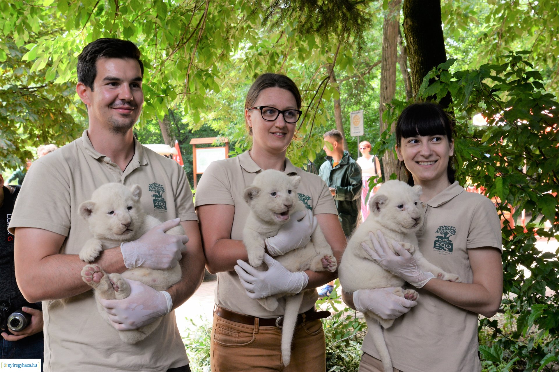 Fehéroroszlánok születtek a  Nyíregyházi Állatparkban