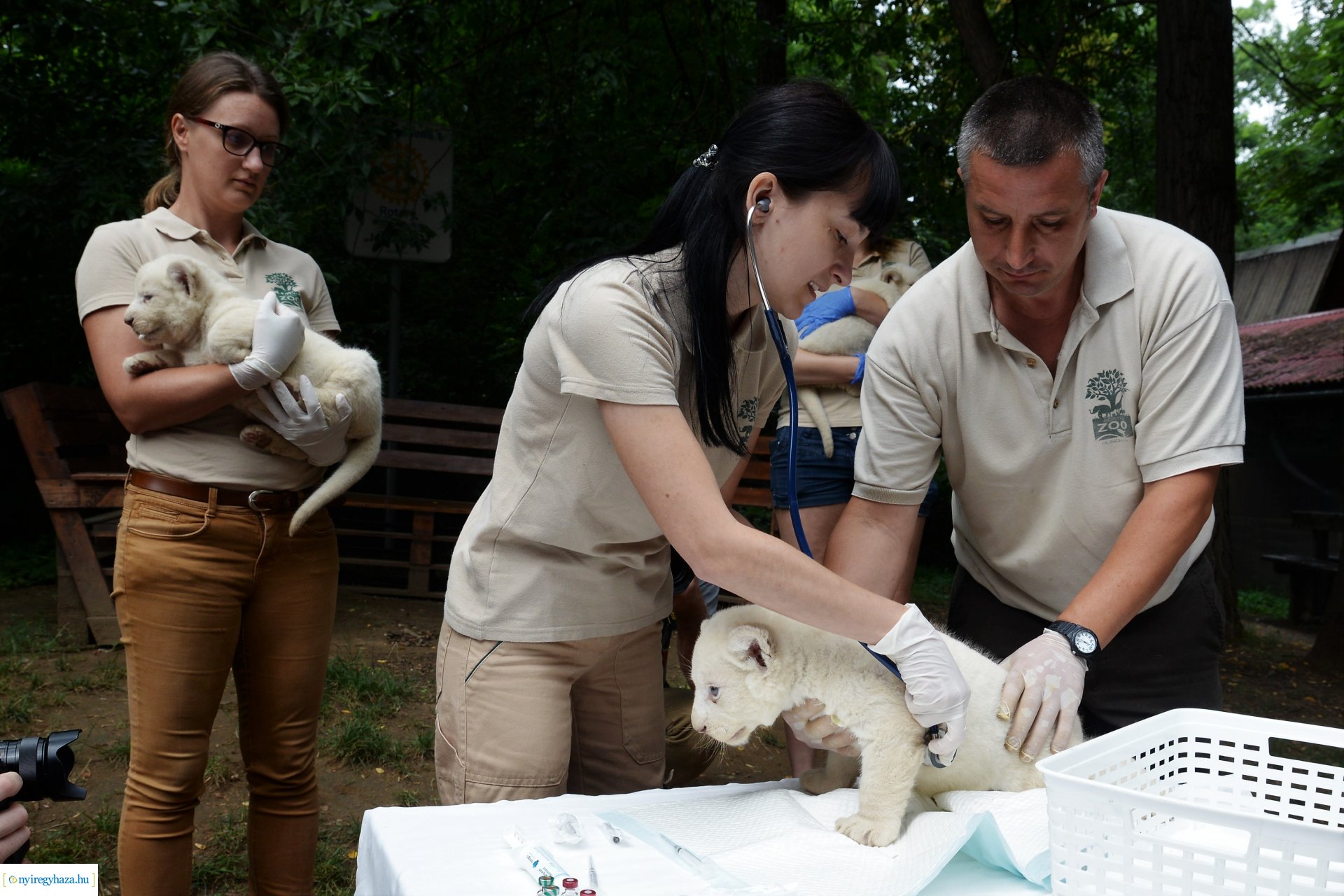 Fehéroroszlánok születtek a  Nyíregyházi Állatparkban