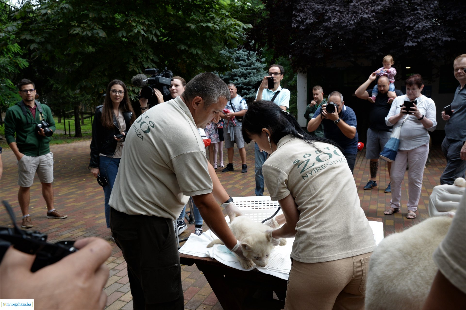 Fehéroroszlánok születtek a  Nyíregyházi Állatparkban
