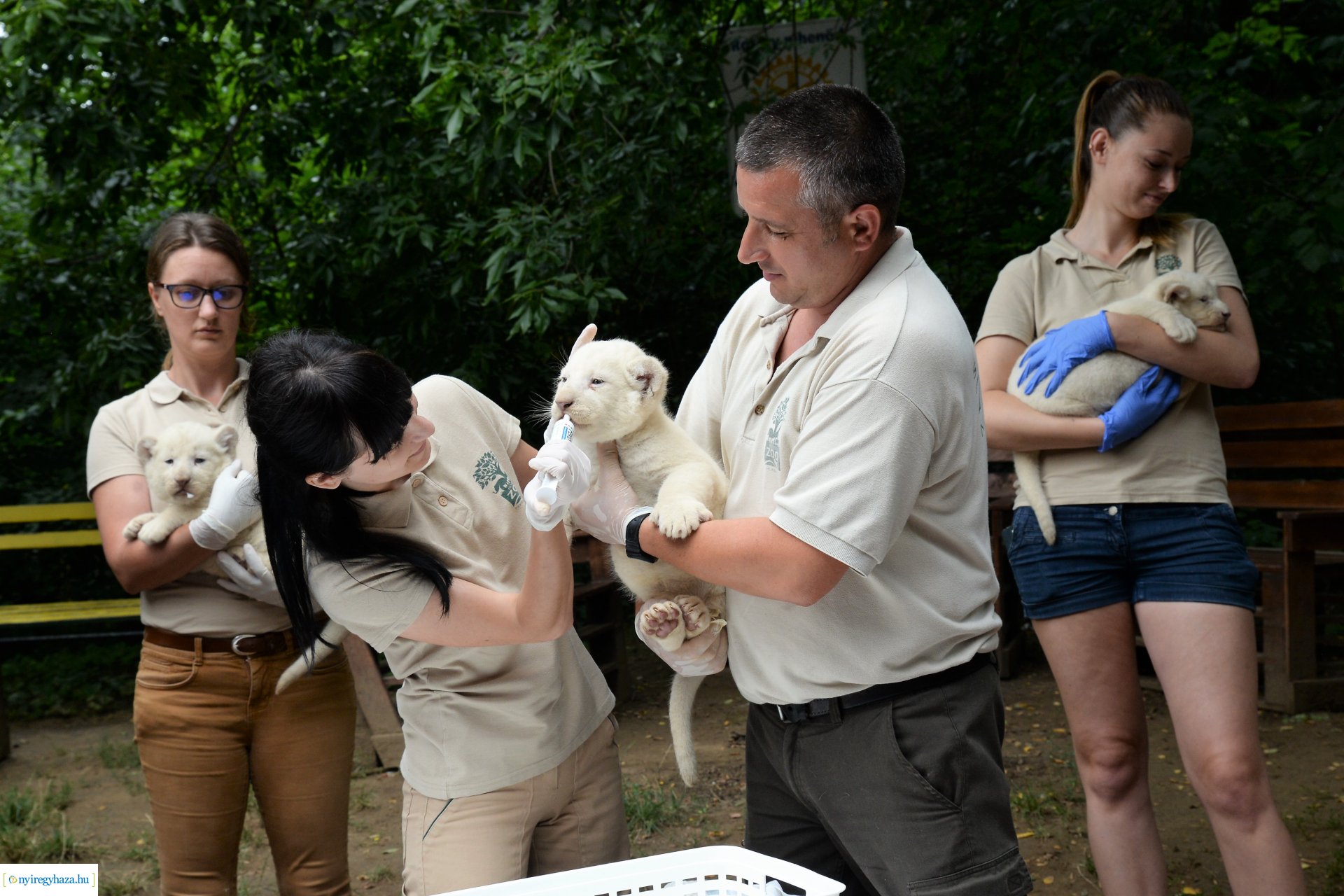 Fehéroroszlánok születtek a  Nyíregyházi Állatparkban