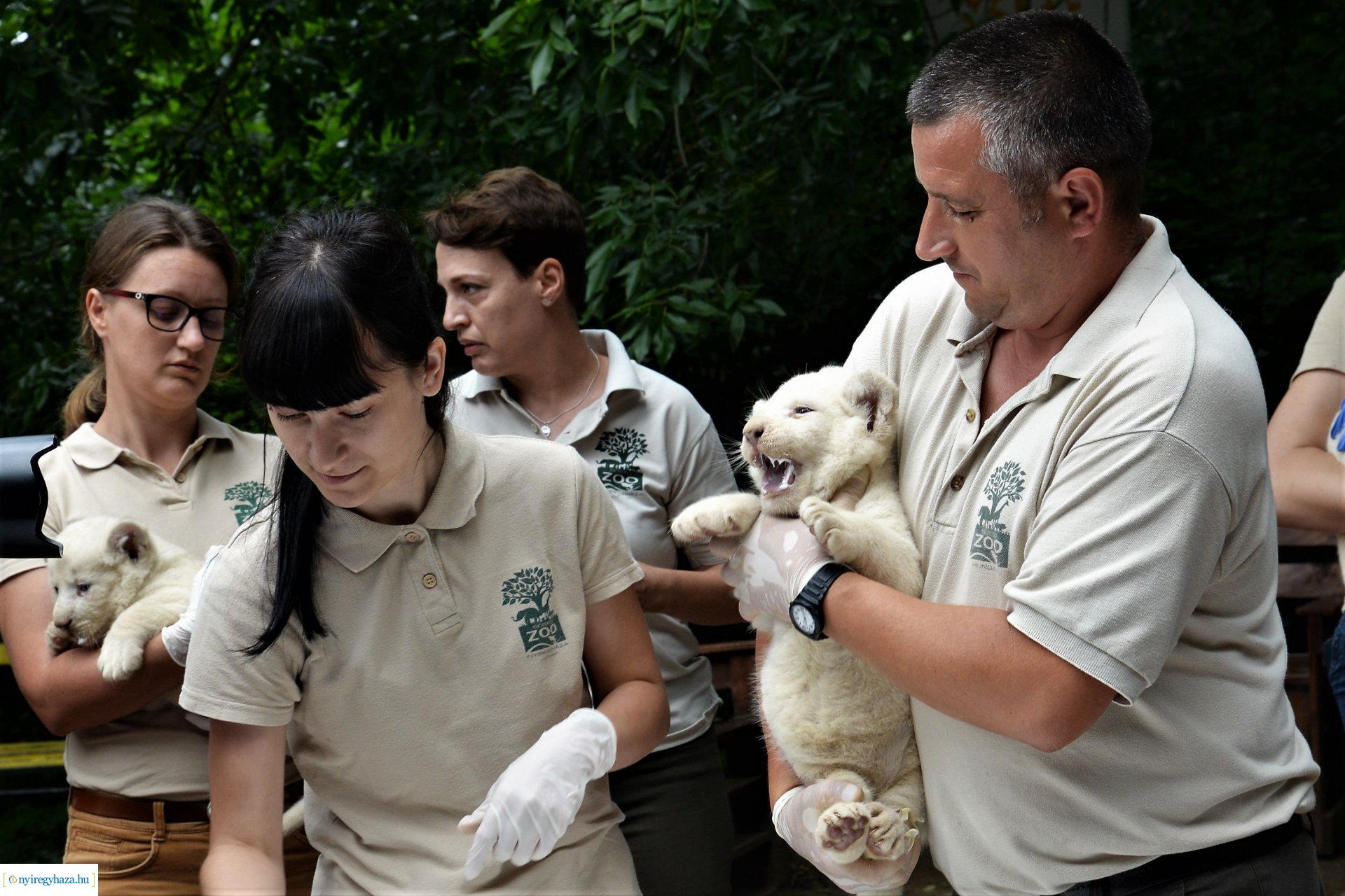 Fehéroroszlánok születtek a  Nyíregyházi Állatparkban