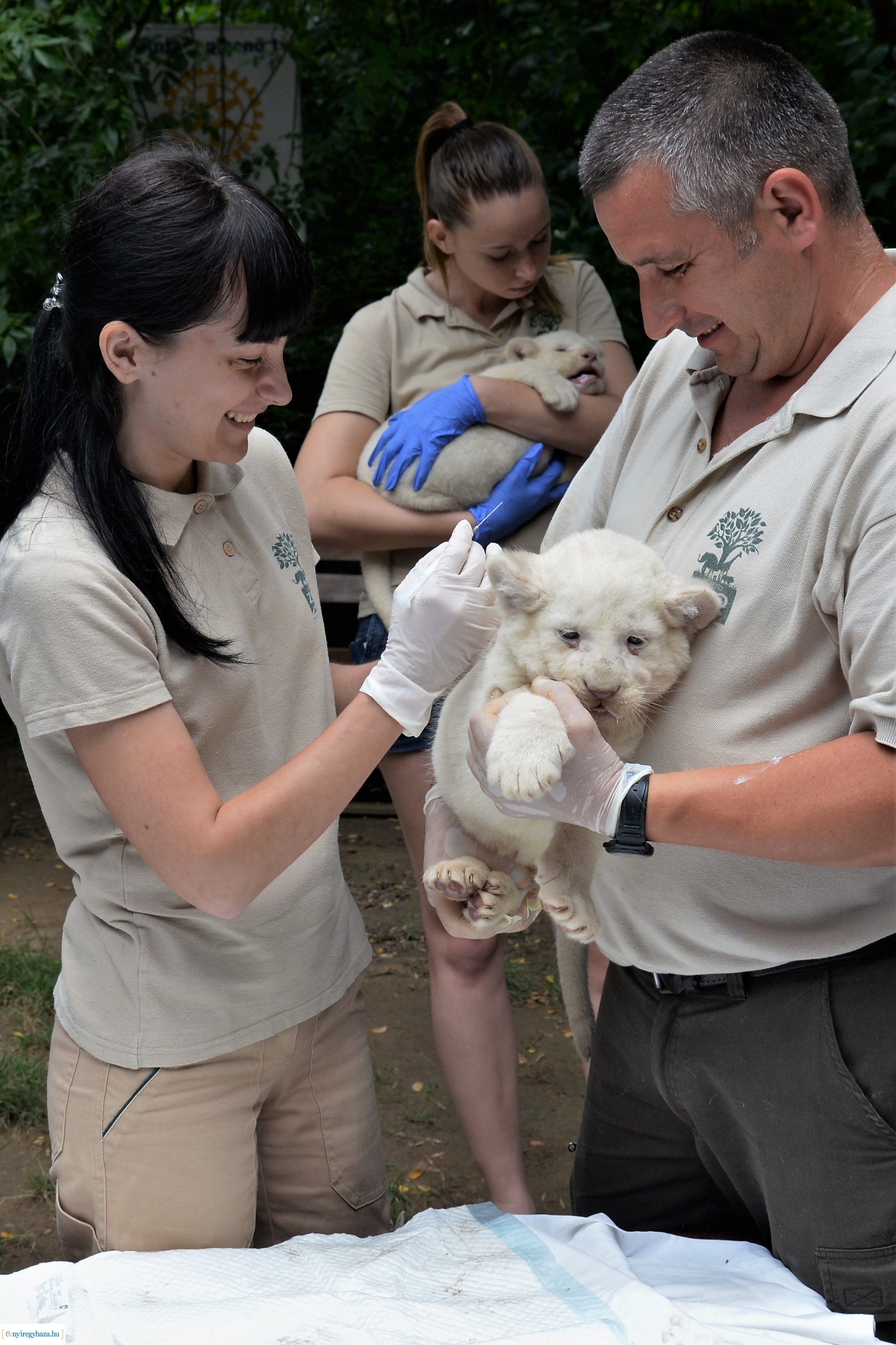Fehéroroszlánok születtek a  Nyíregyházi Állatparkban