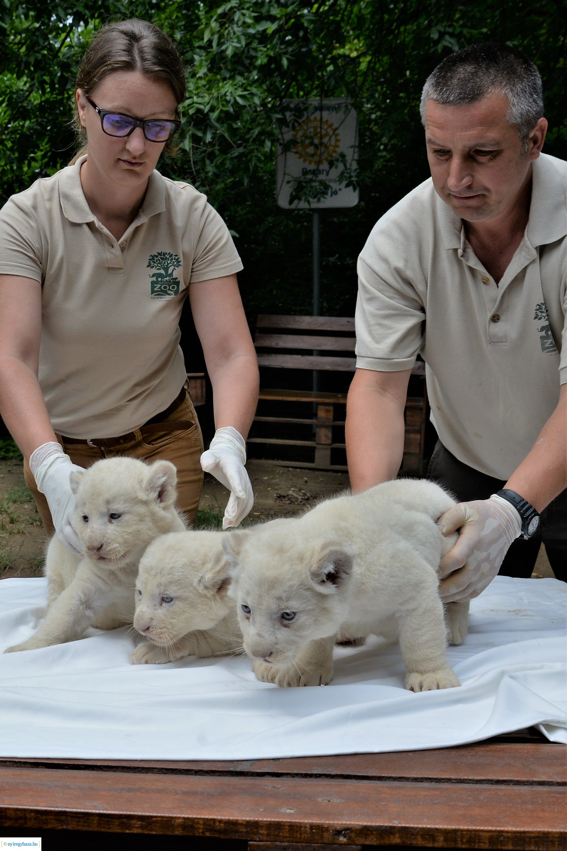 Fehéroroszlánok születtek a  Nyíregyházi Állatparkban