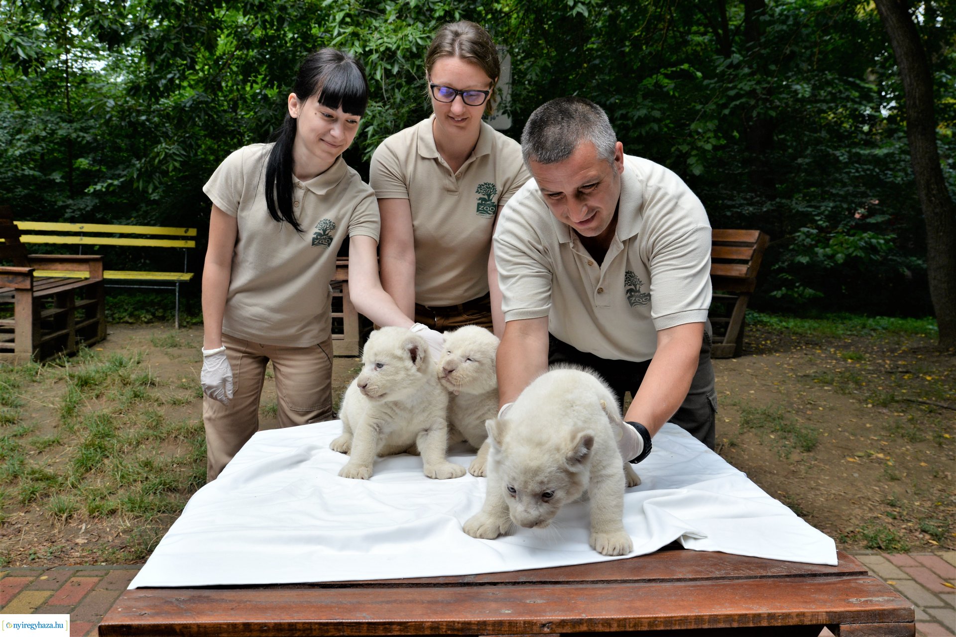 Fehéroroszlánok születtek a  Nyíregyházi Állatparkban