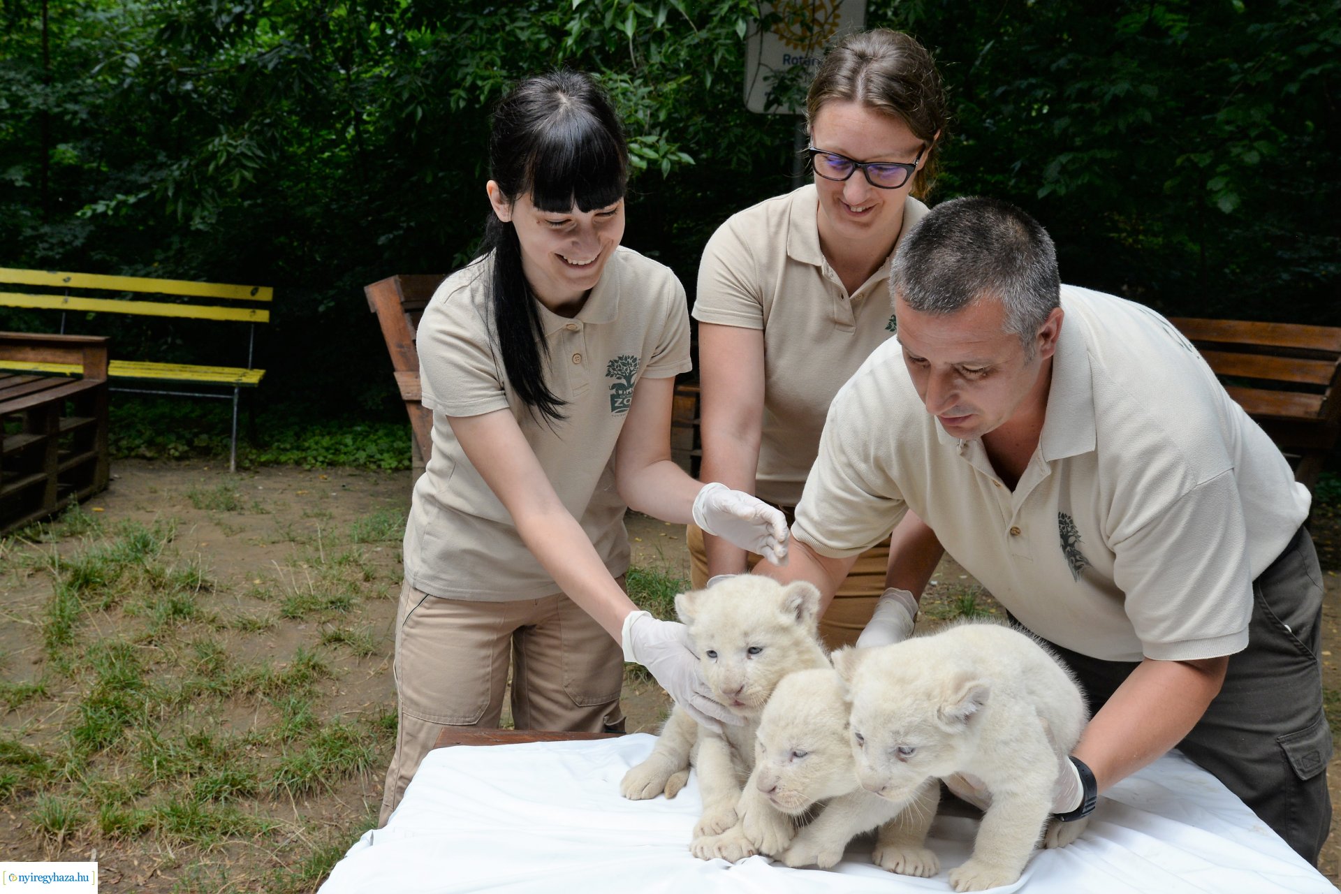 Fehéroroszlánok születtek a  Nyíregyházi Állatparkban