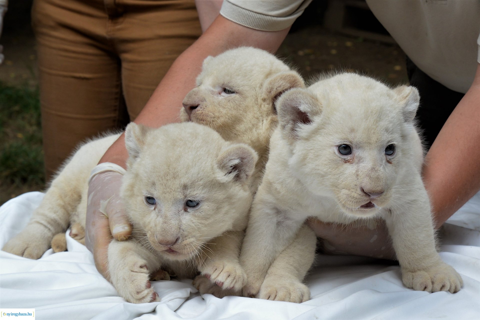 Fehéroroszlánok születtek a  Nyíregyházi Állatparkban