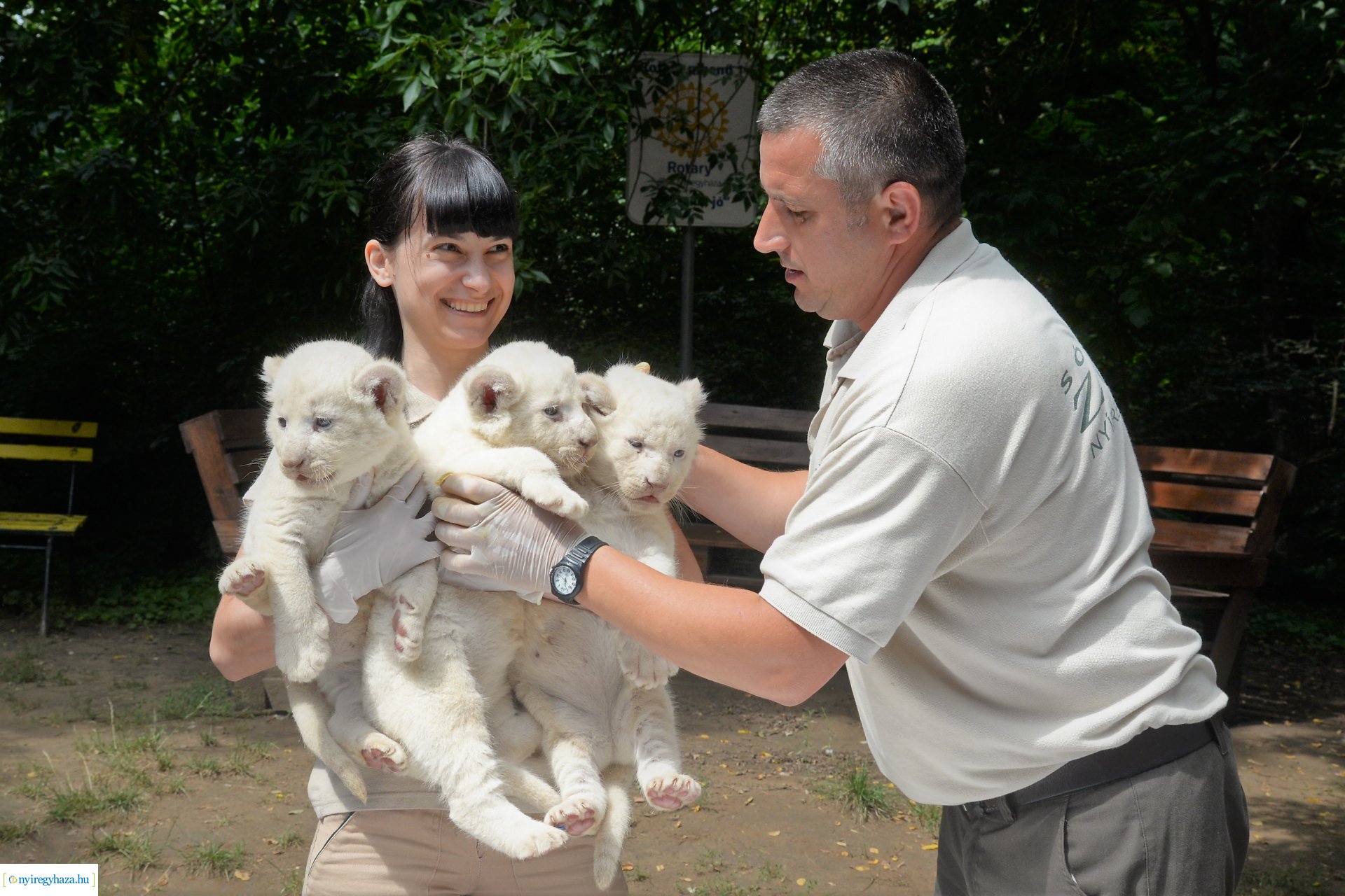 Fehéroroszlánok születtek a  Nyíregyházi Állatparkban