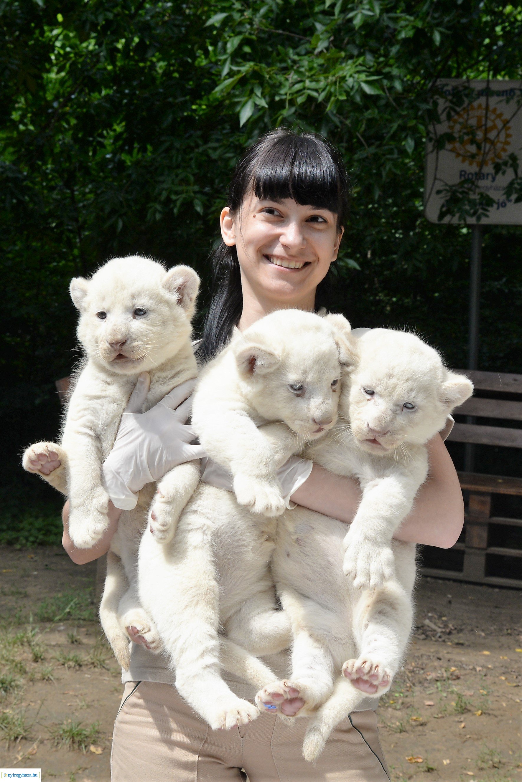 Fehéroroszlánok születtek a  Nyíregyházi Állatparkban