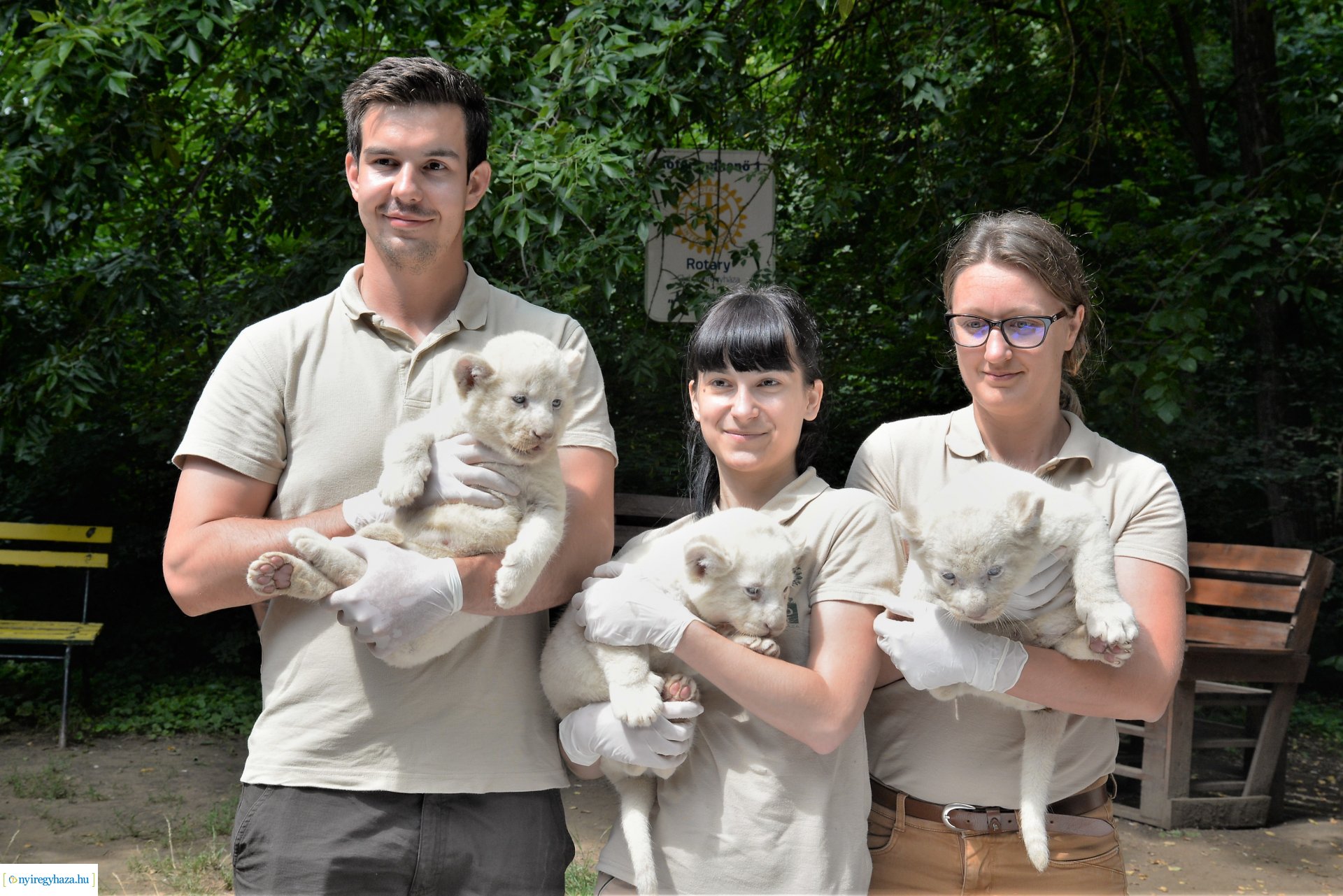 Fehéroroszlánok születtek a  Nyíregyházi Állatparkban