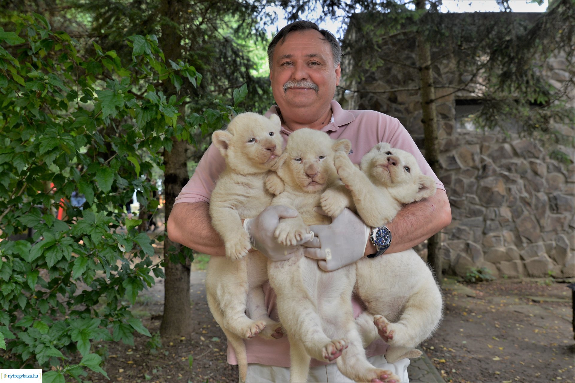 Fehéroroszlánok születtek a  Nyíregyházi Állatparkban