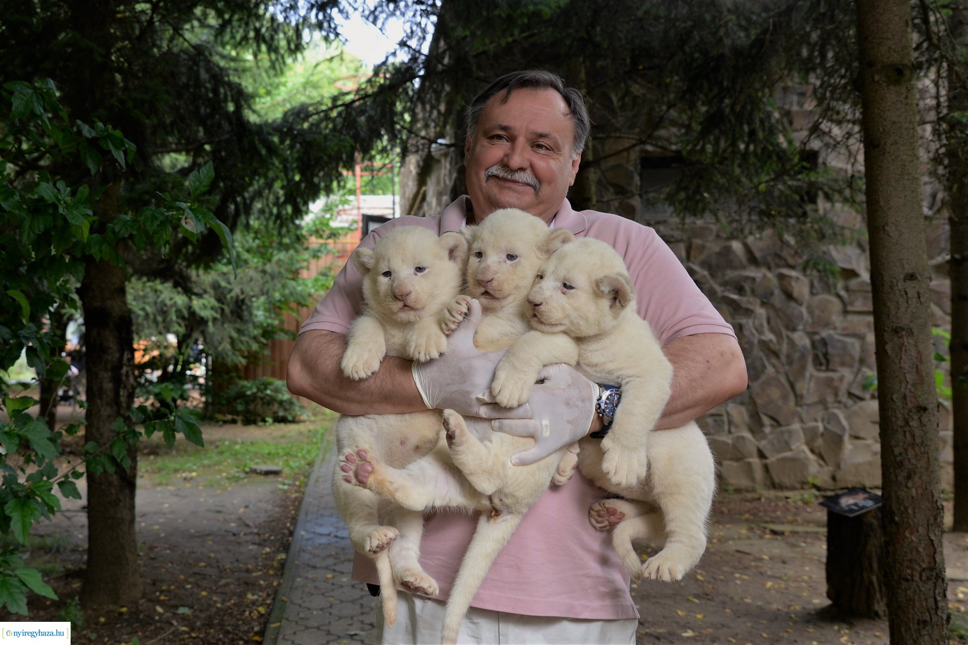 Fehéroroszlánok születtek a  Nyíregyházi Állatparkban