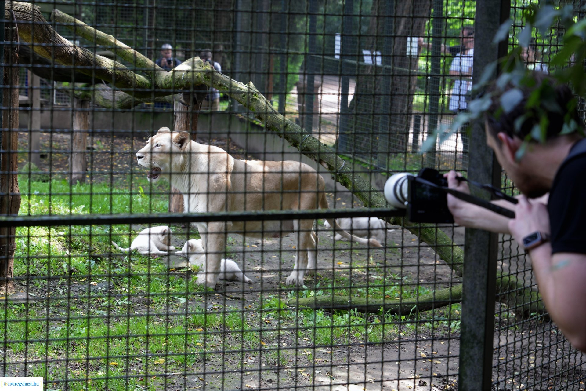 Fehéroroszlánok születtek a  Nyíregyházi Állatparkban
