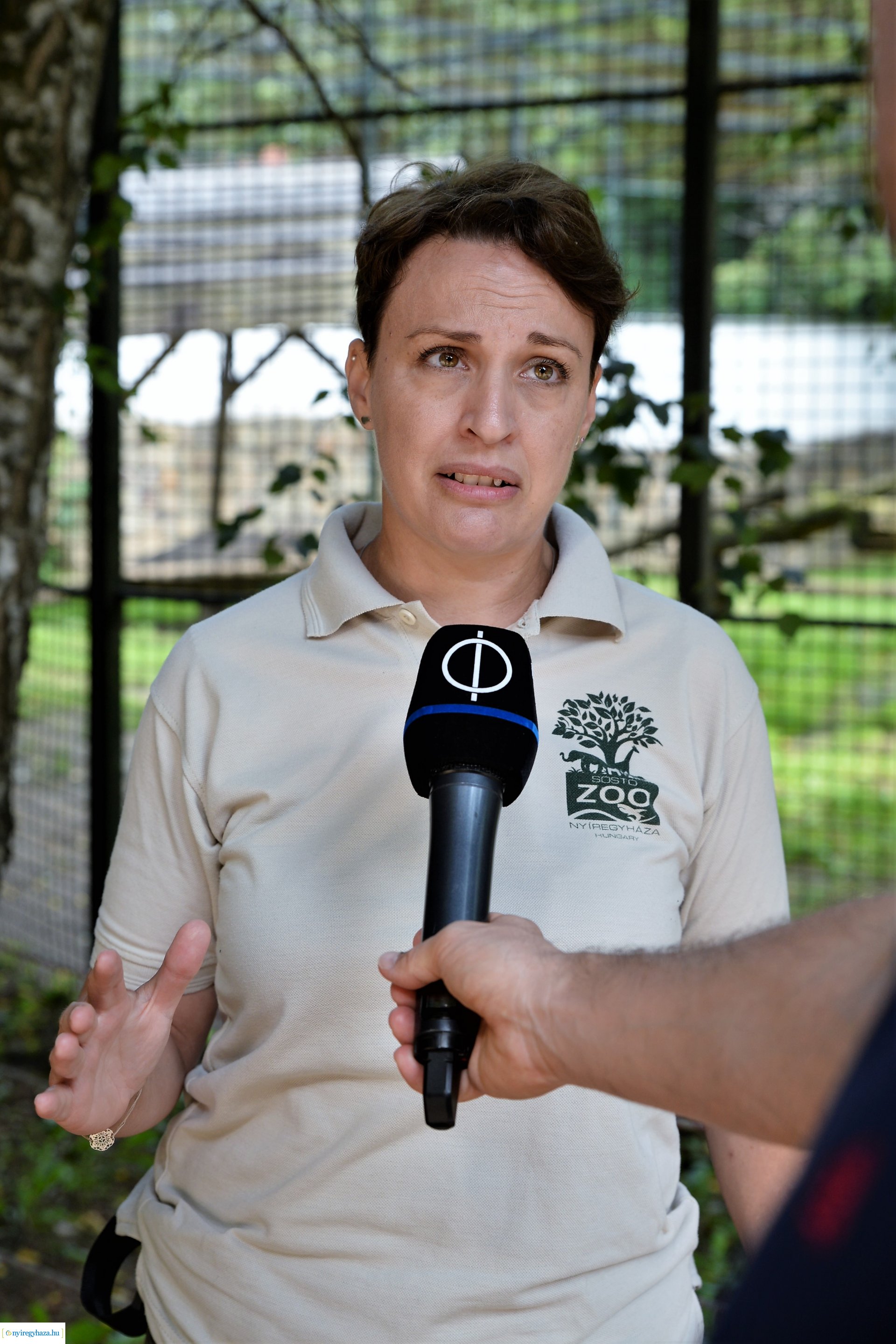 Fehéroroszlánok születtek a  Nyíregyházi Állatparkban