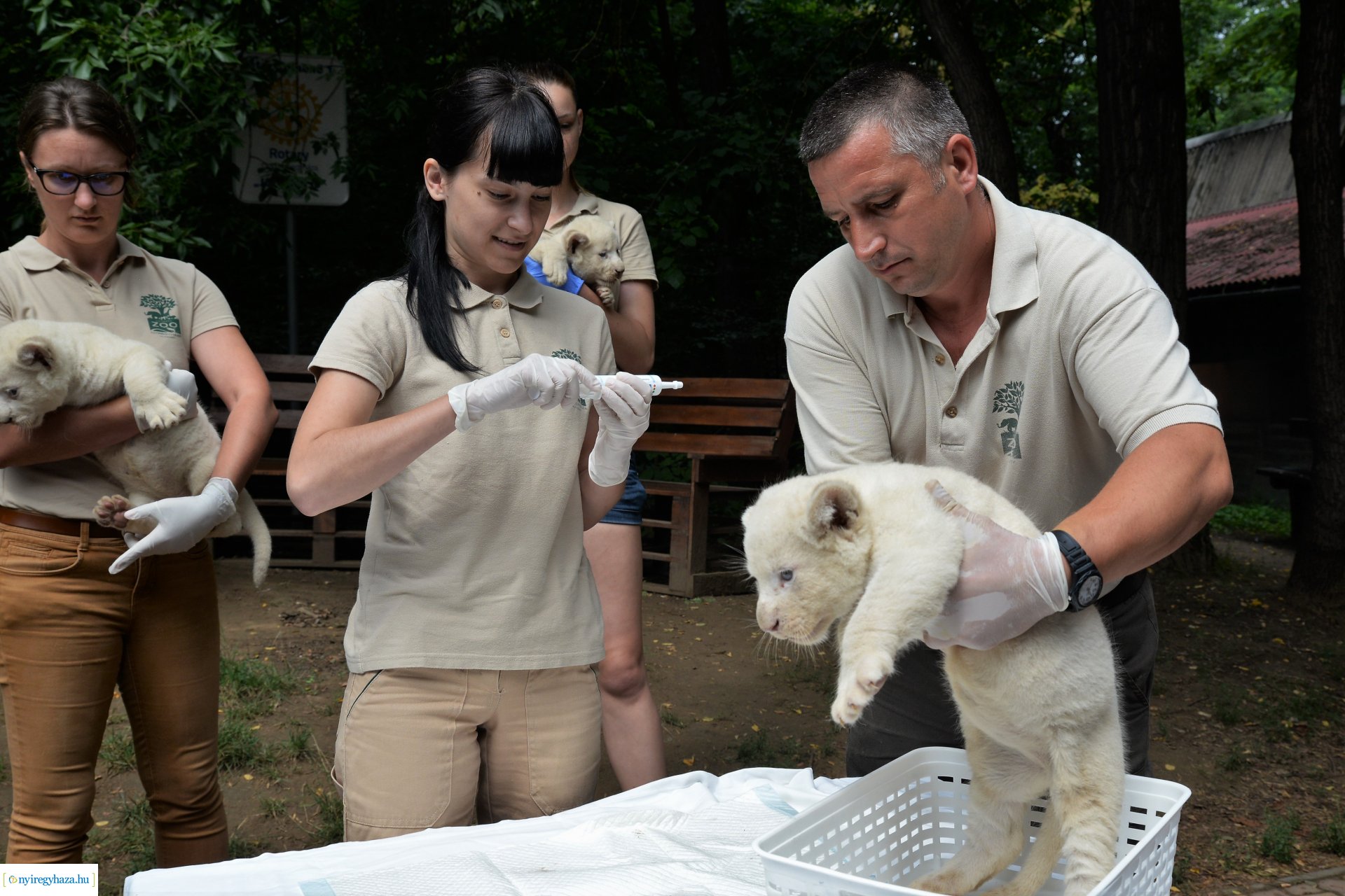 Fehéroroszlánok születtek a  Nyíregyházi Állatparkban